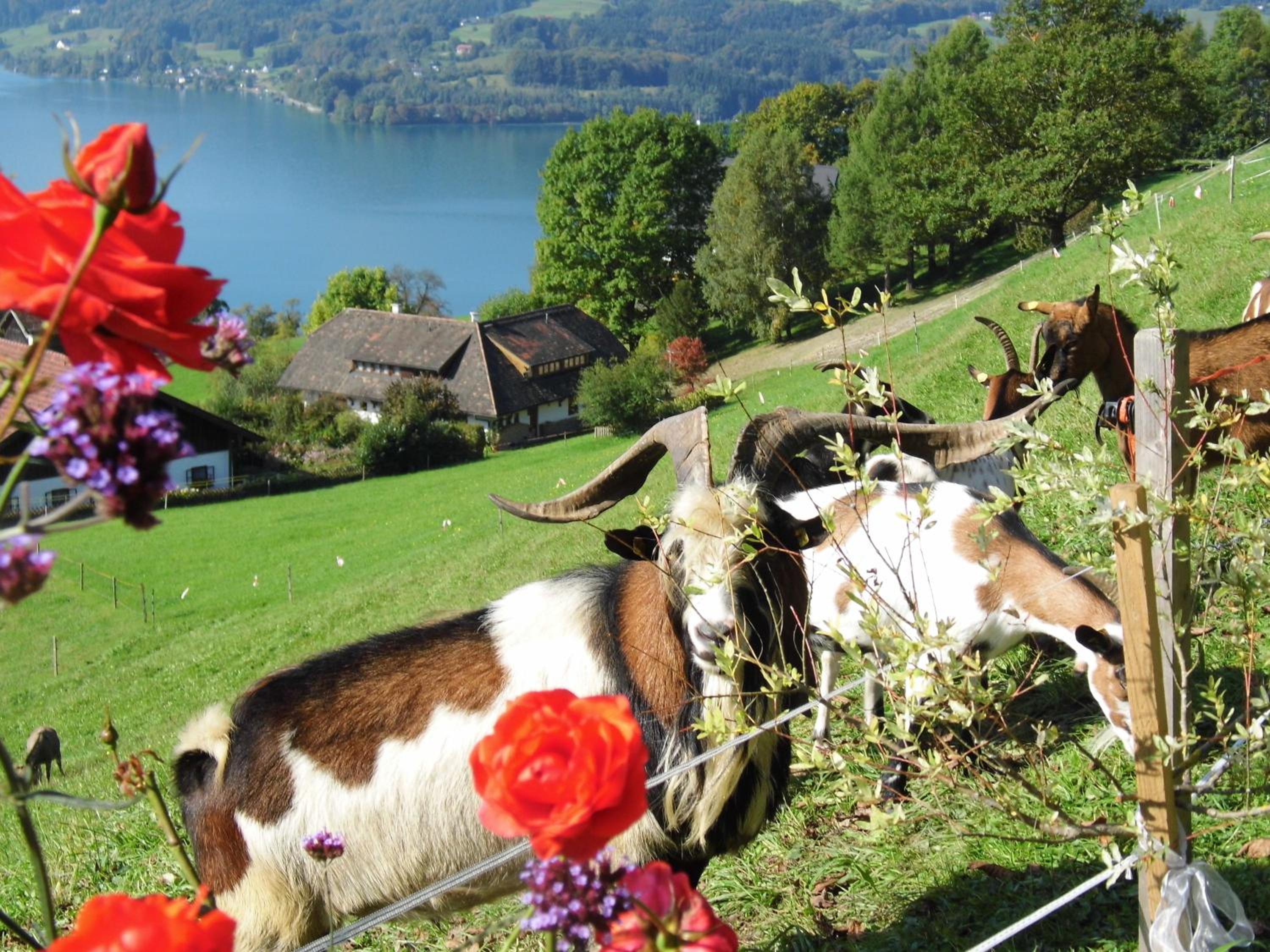 Biohof Schwanser
