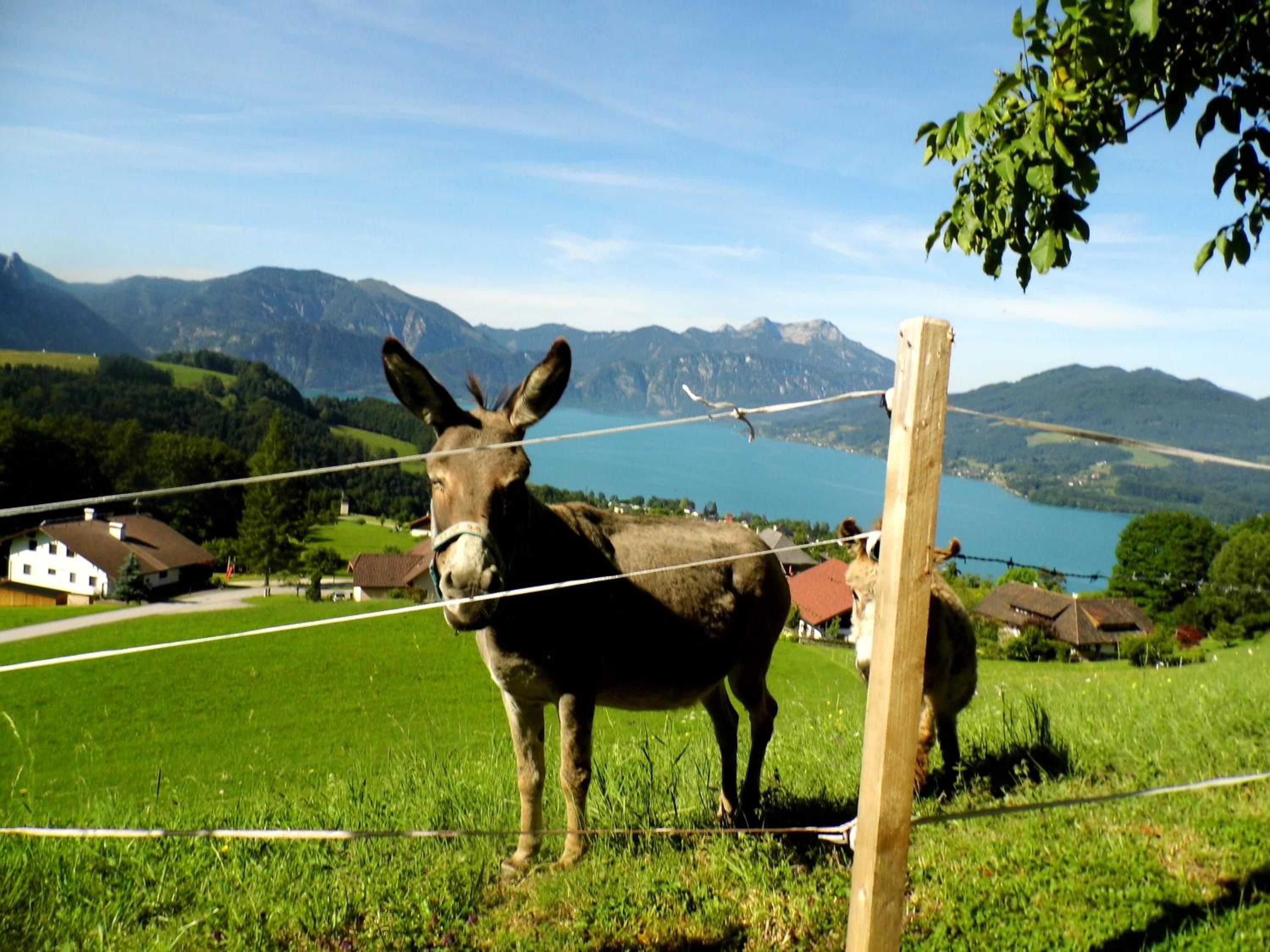 Biohof Schwanser