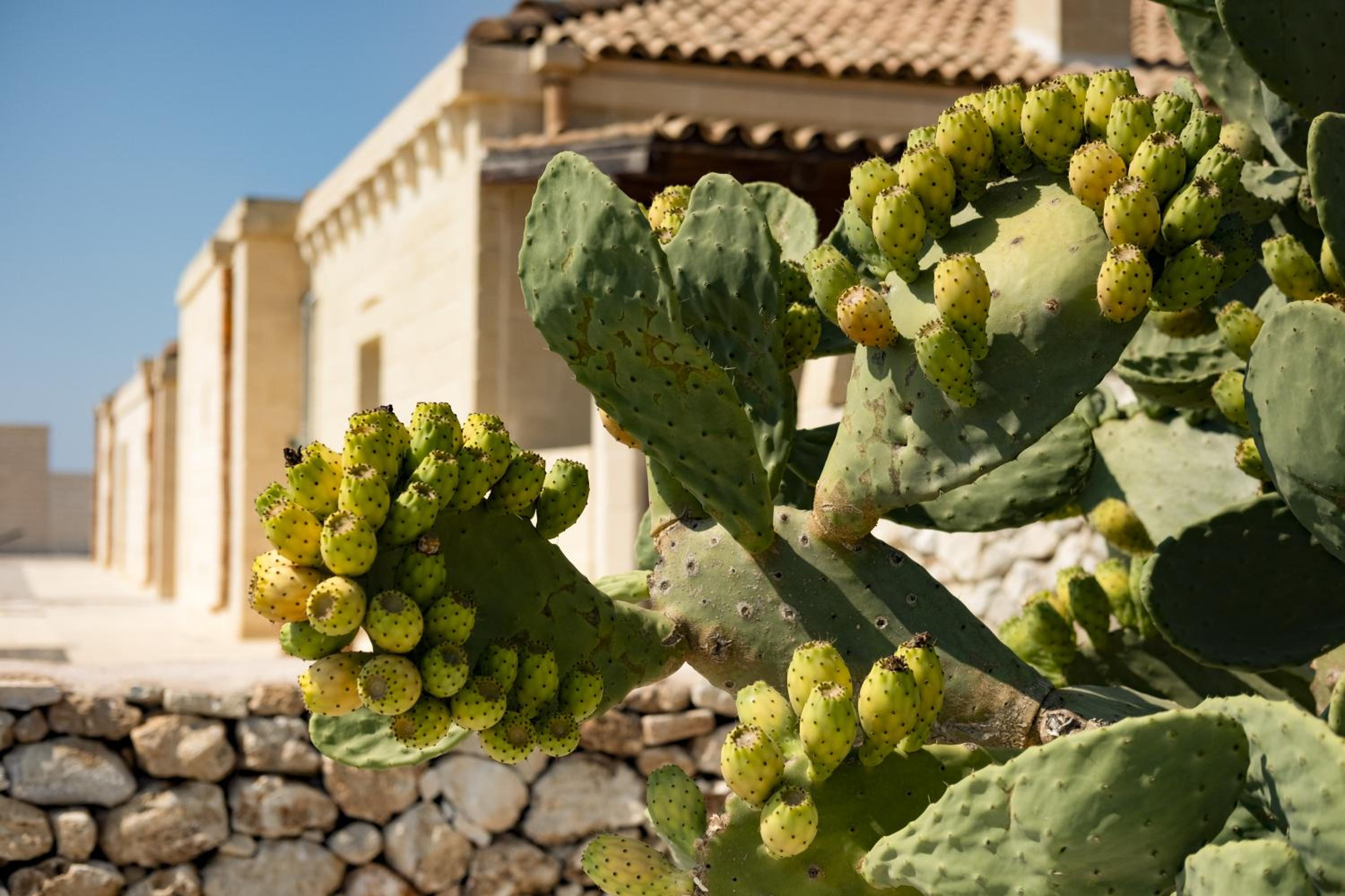 Masseria Lilei - Puglia, Salento, photo 149