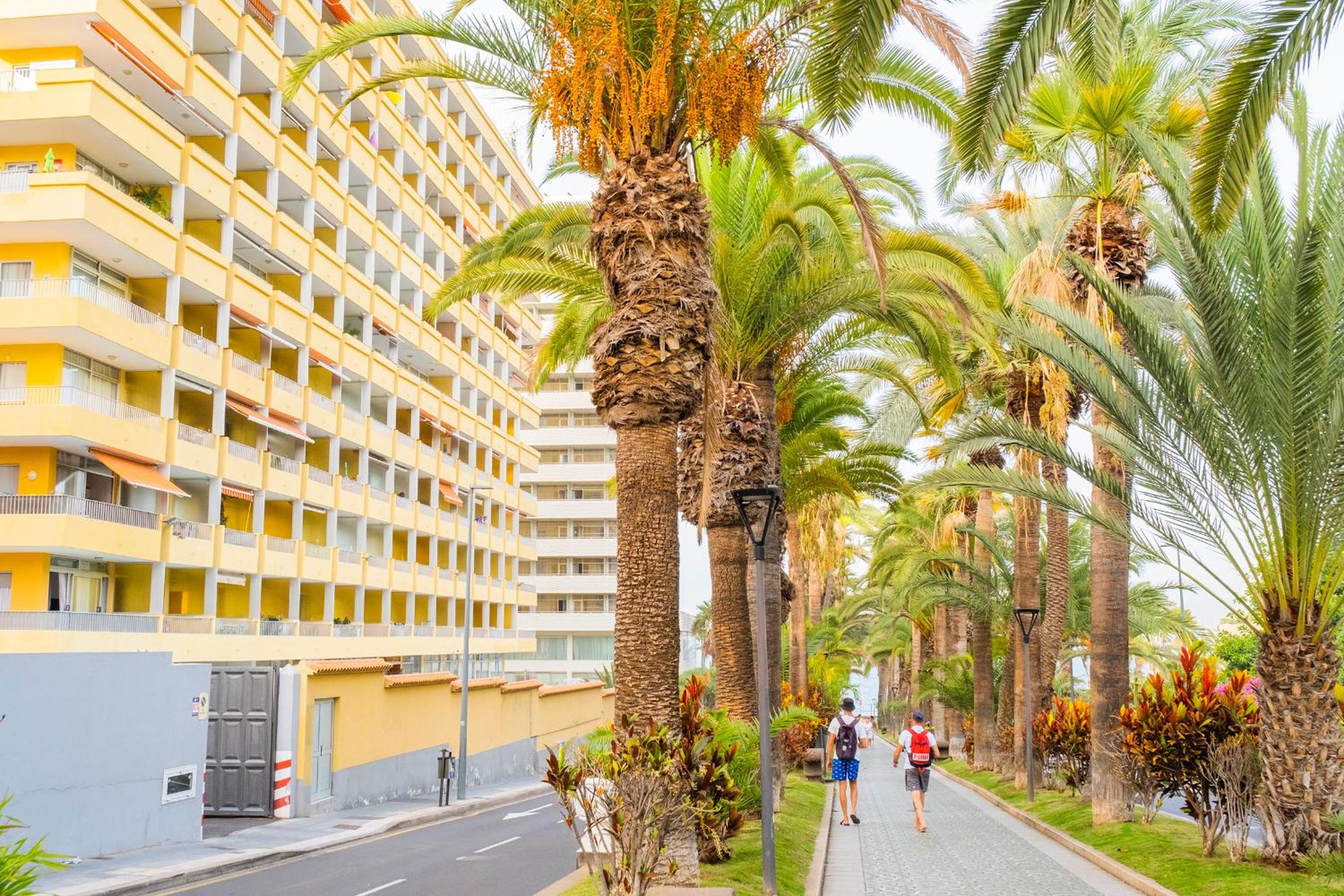 Live puerto de la cruz las palmeras view 3