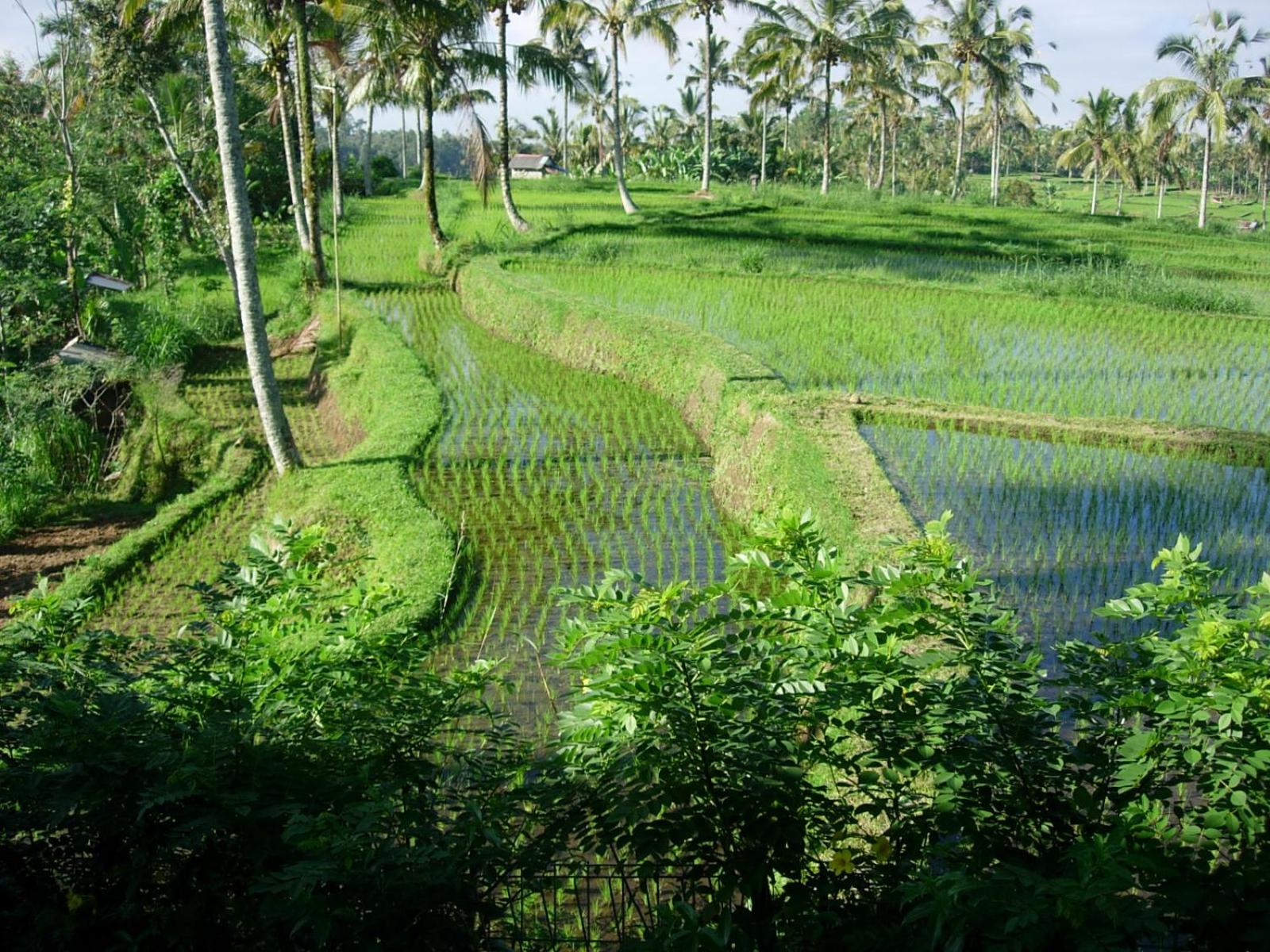 Photo 40
