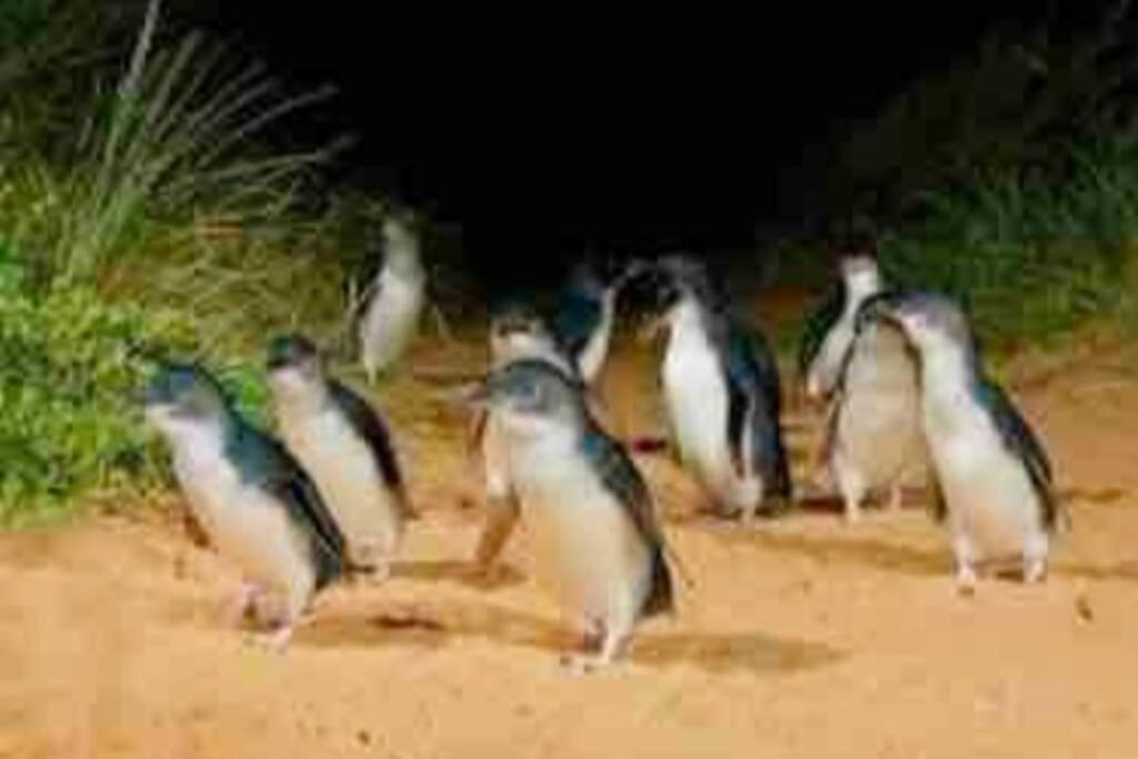 Racing Penguin Surf Grand Prix Walk Phillip Island
