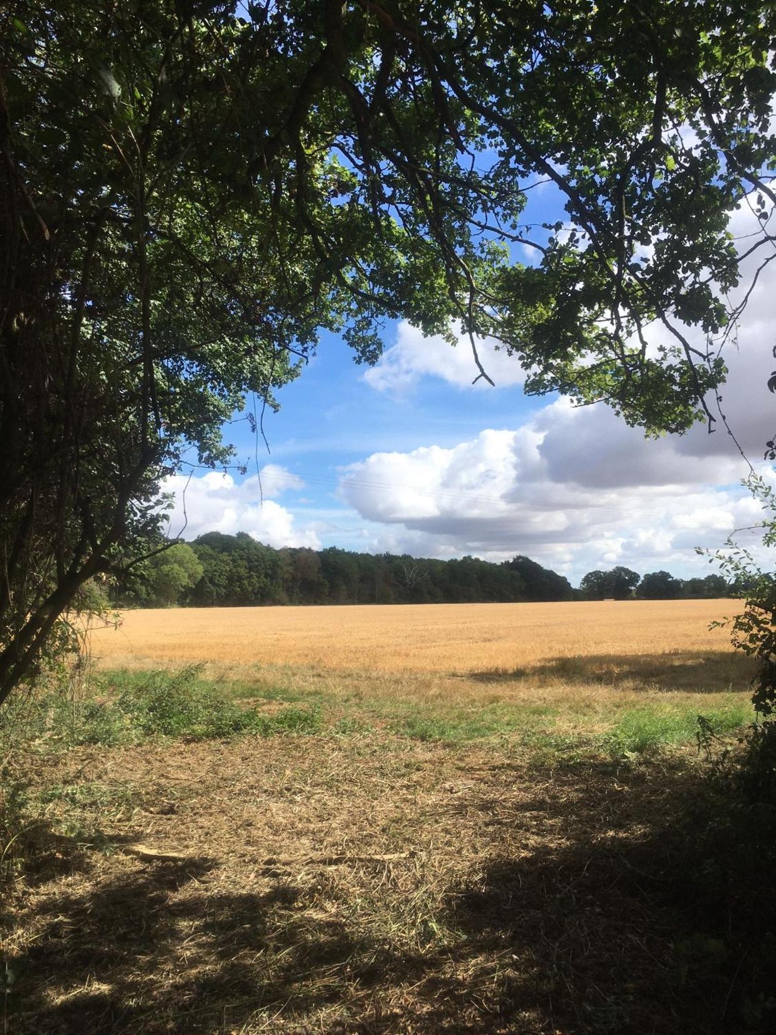 The Lily Pad, Eye, Suffolk view 5