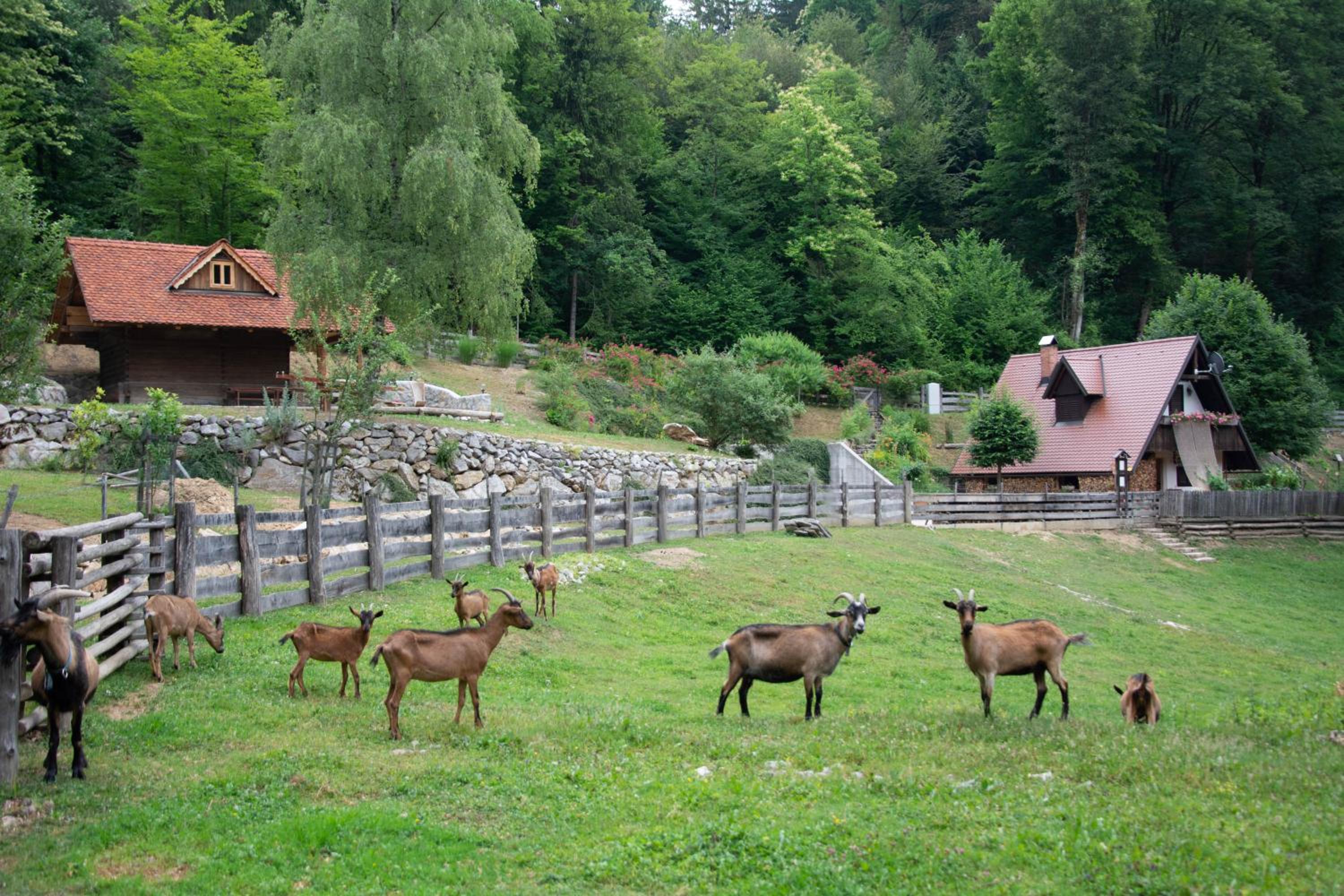 Apartma kašča view 4