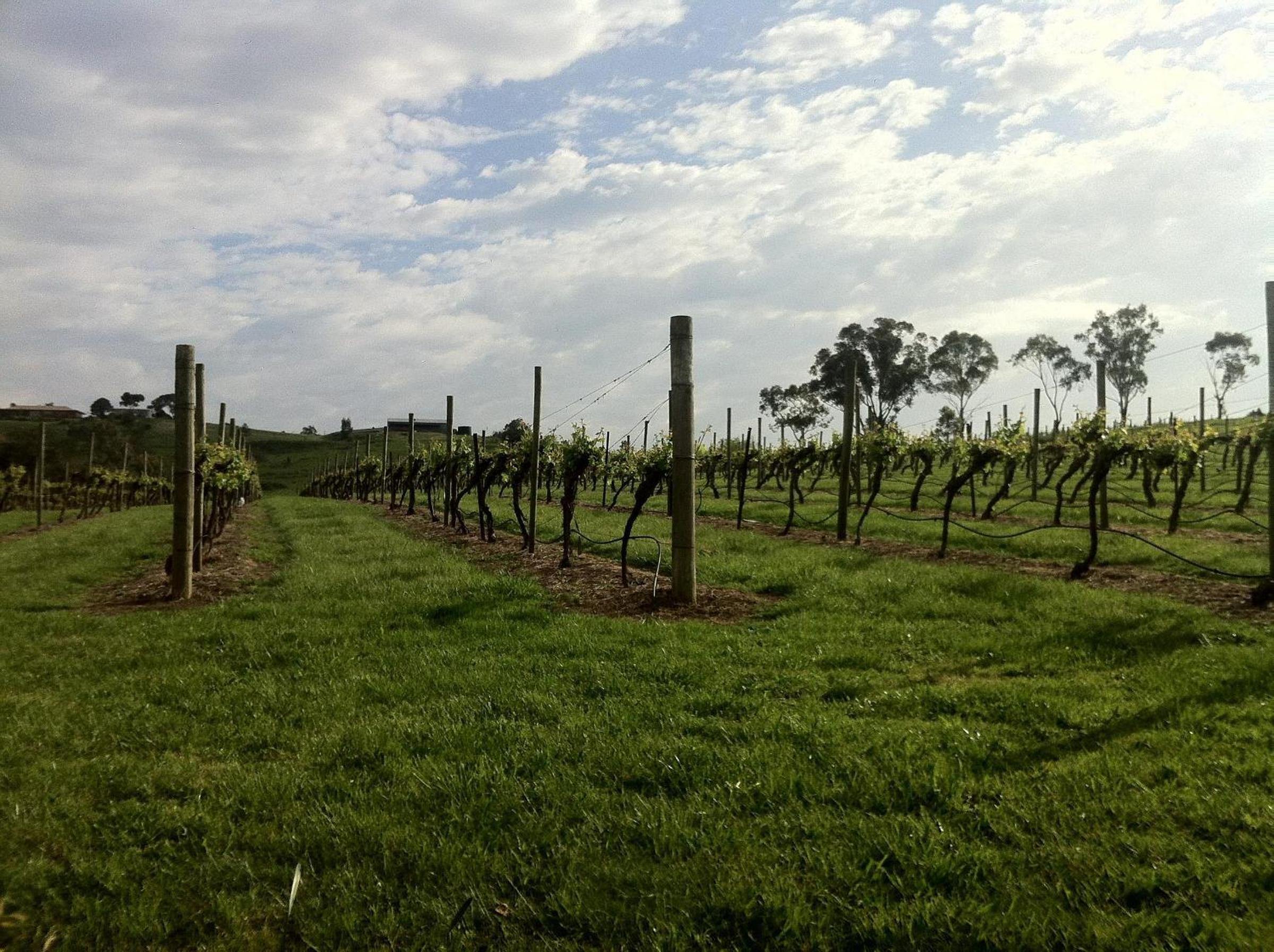 De'Vine Escape