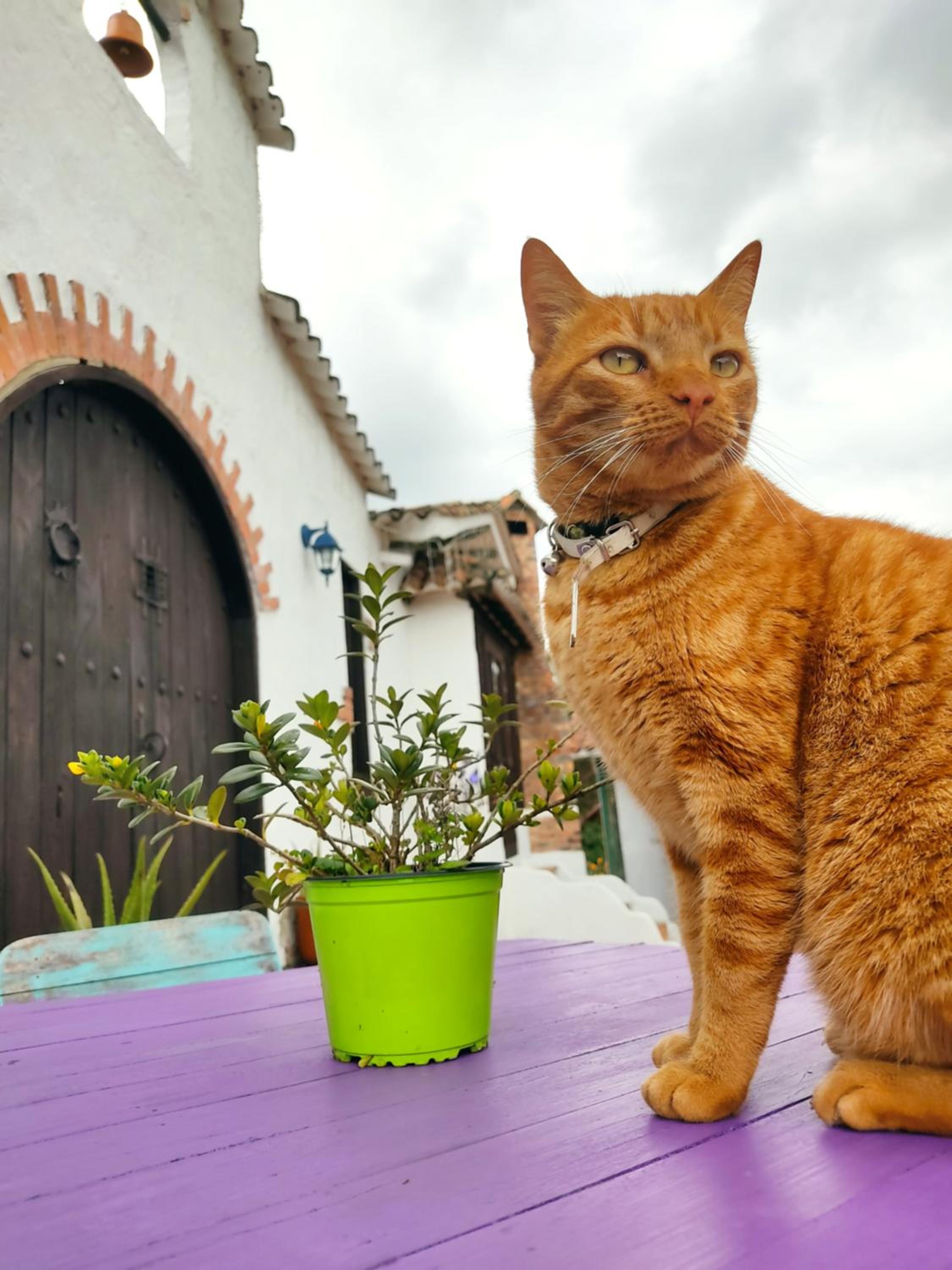 Wepa la Pepa Campestre