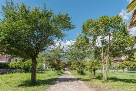 Geranio-Buganville
