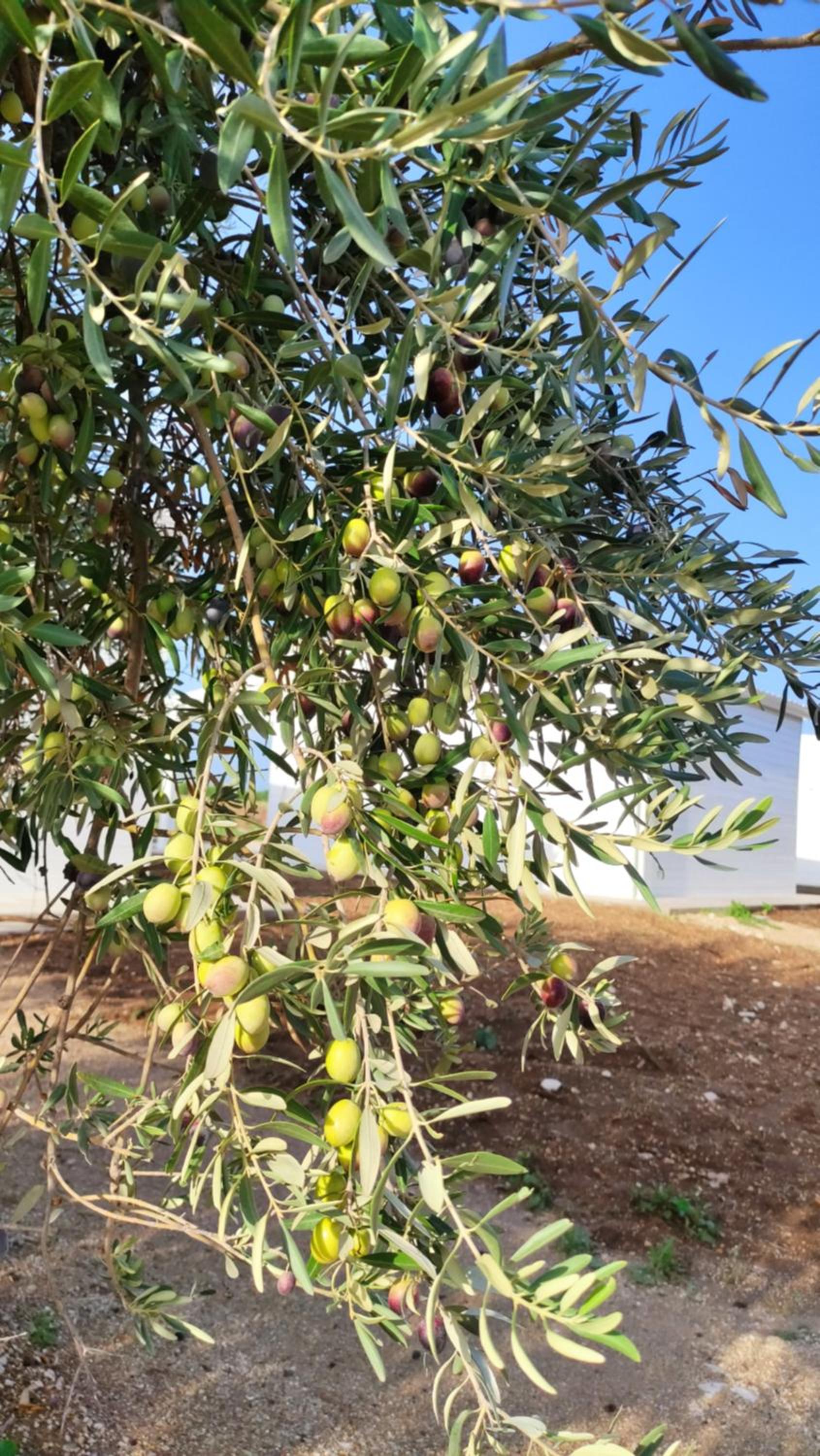 Le Zagare di Vendicari