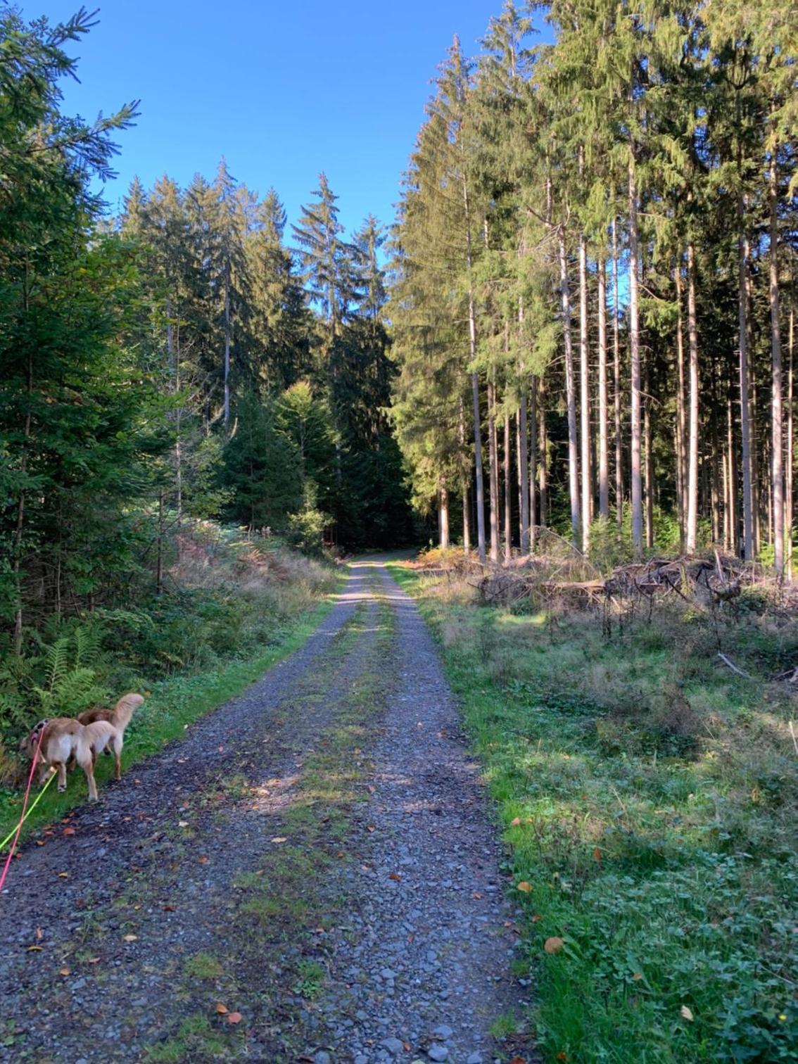 Nibelungen Odenwaldhaus