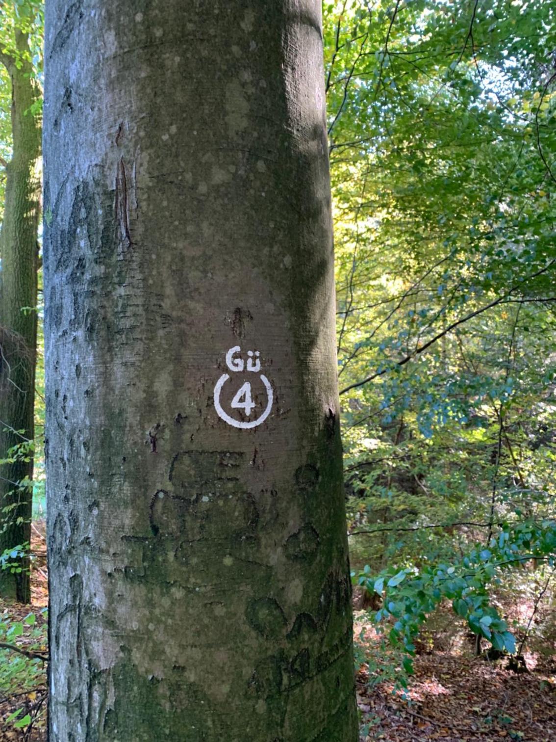 Nibelungen Odenwaldhaus
