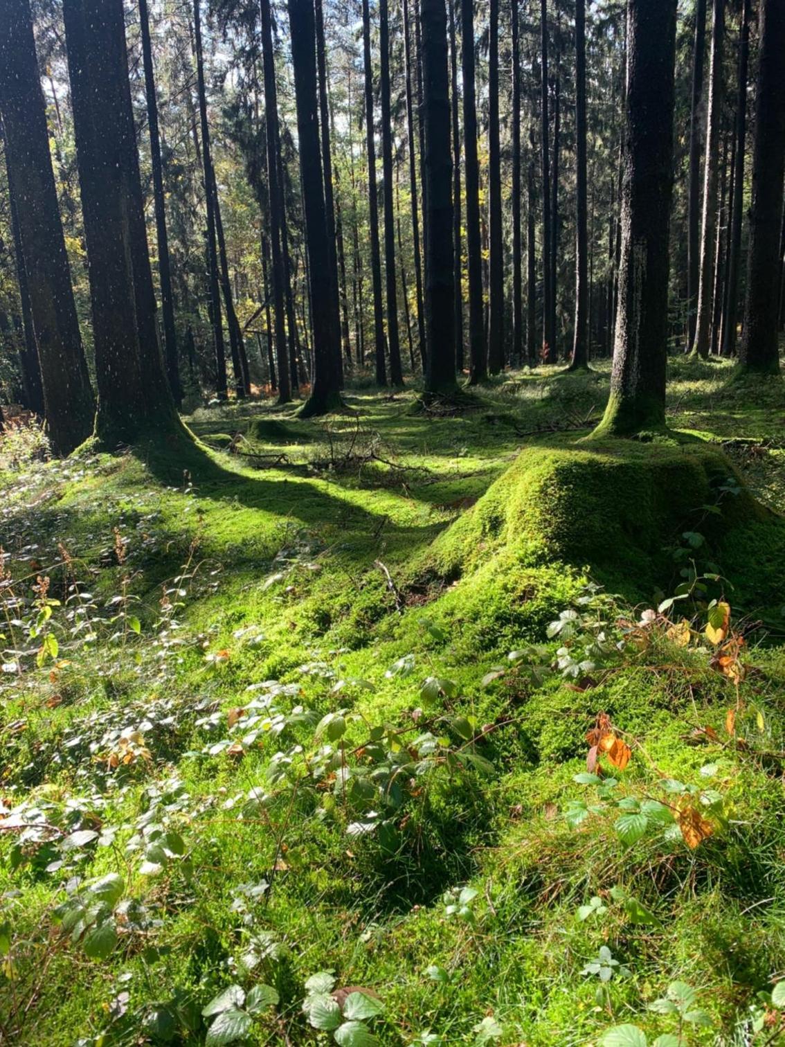 Nibelungen Odenwaldhaus