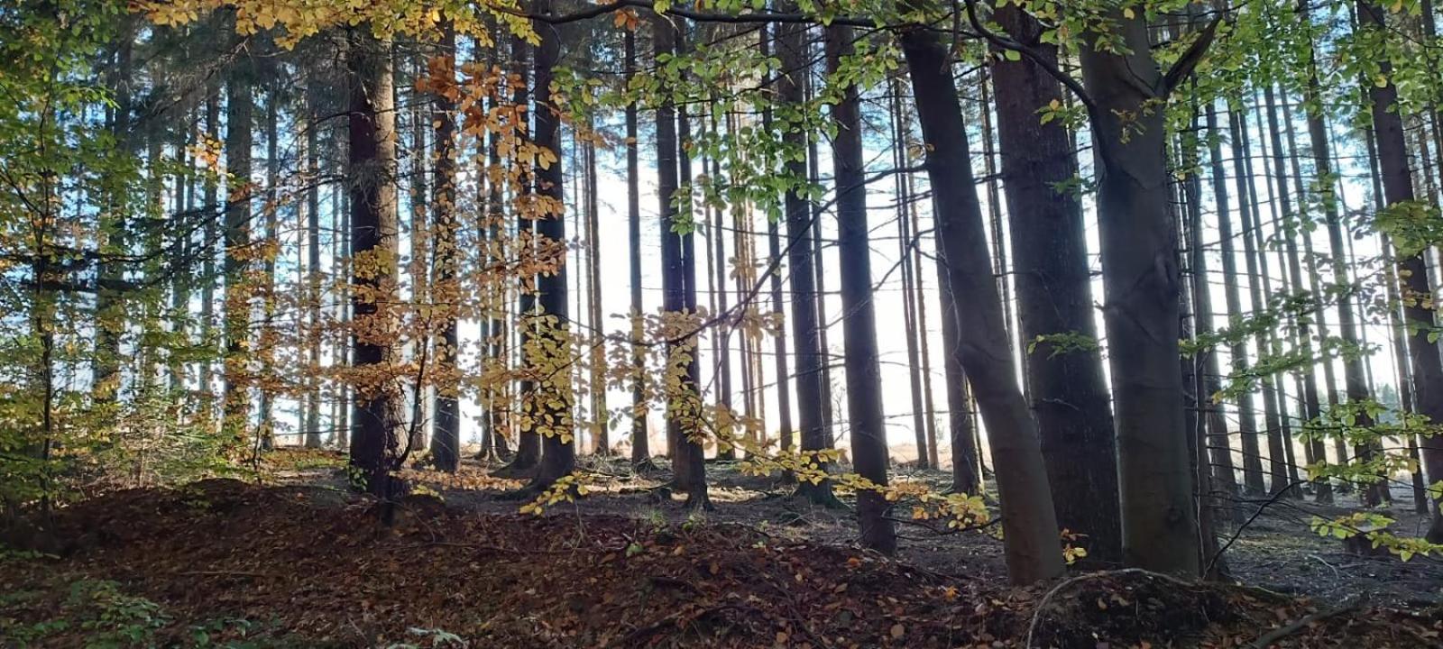Photo 45