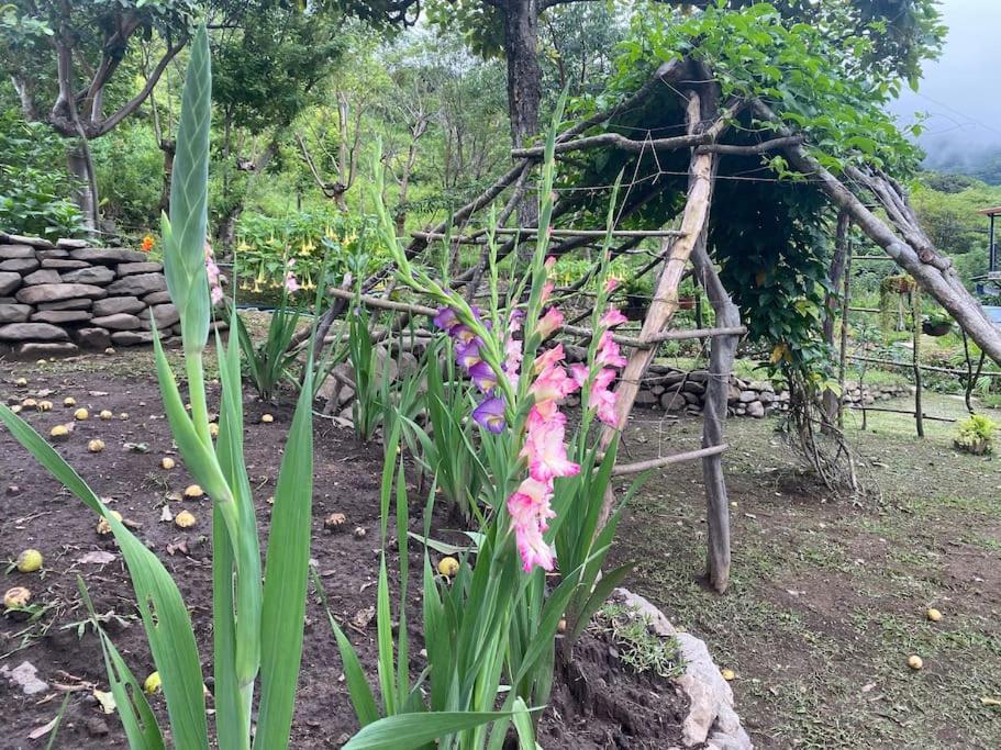 Cacique Casa surrounded by nature and gardens
