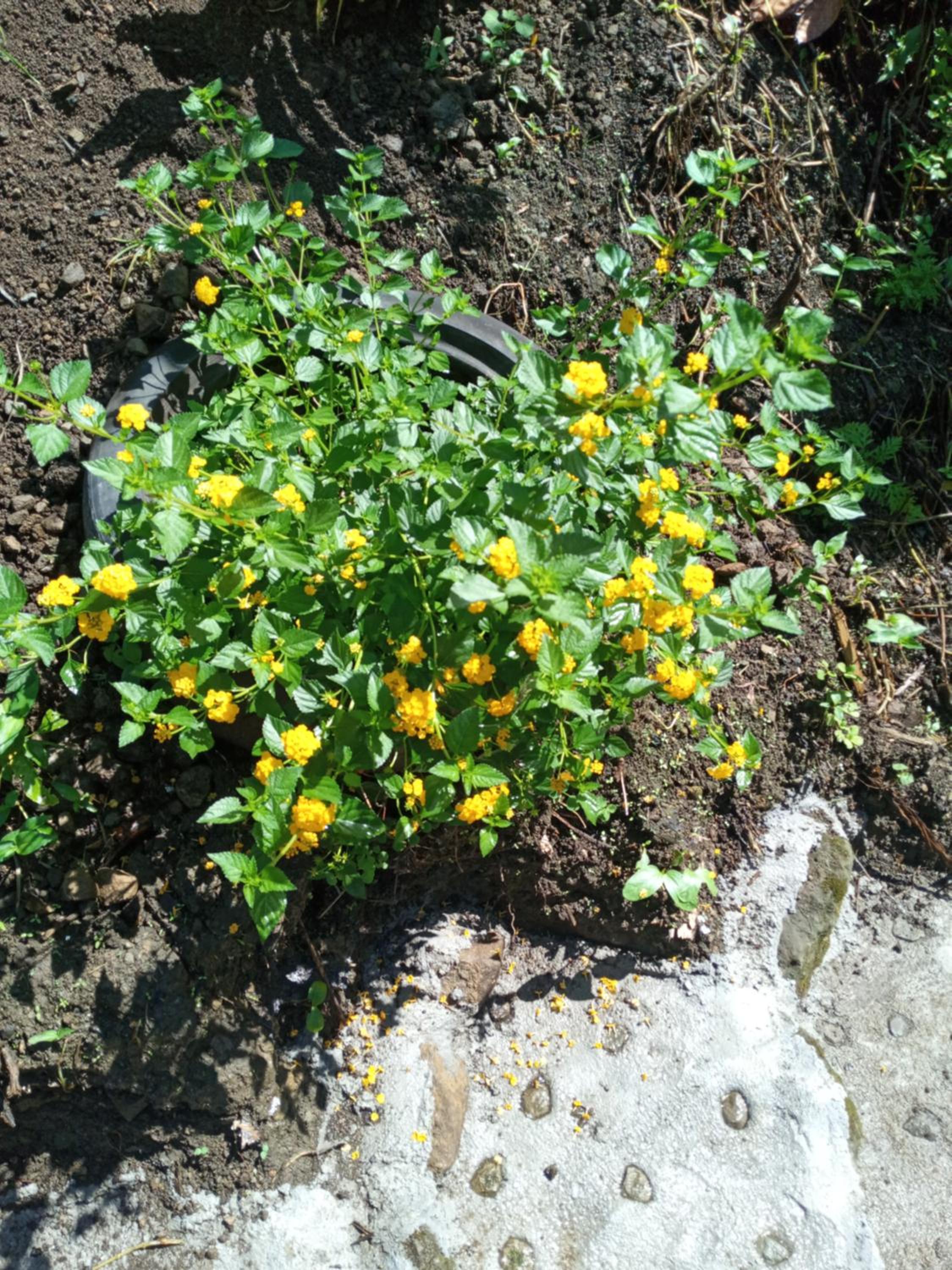 Photo 12