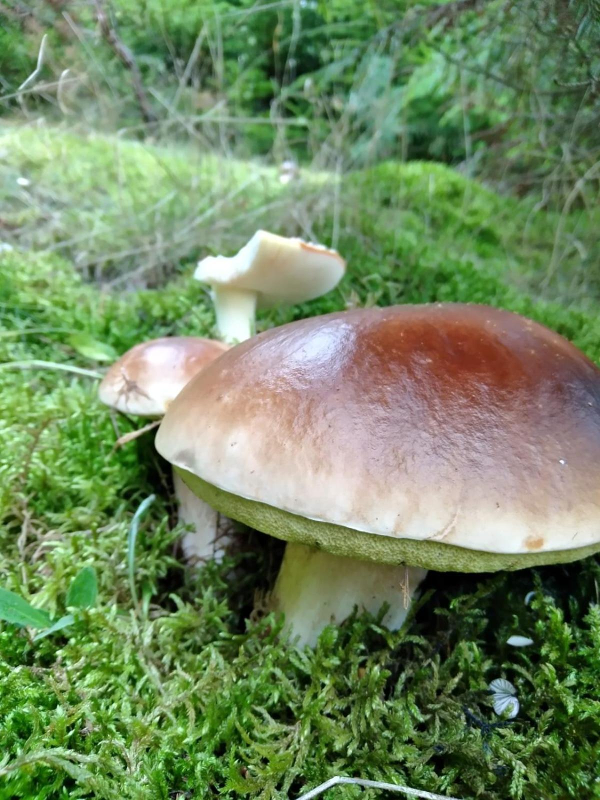 Photo 42