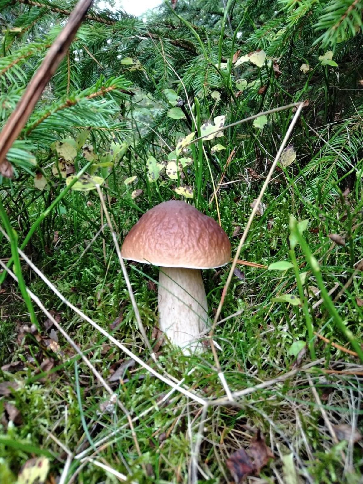 Photo 45