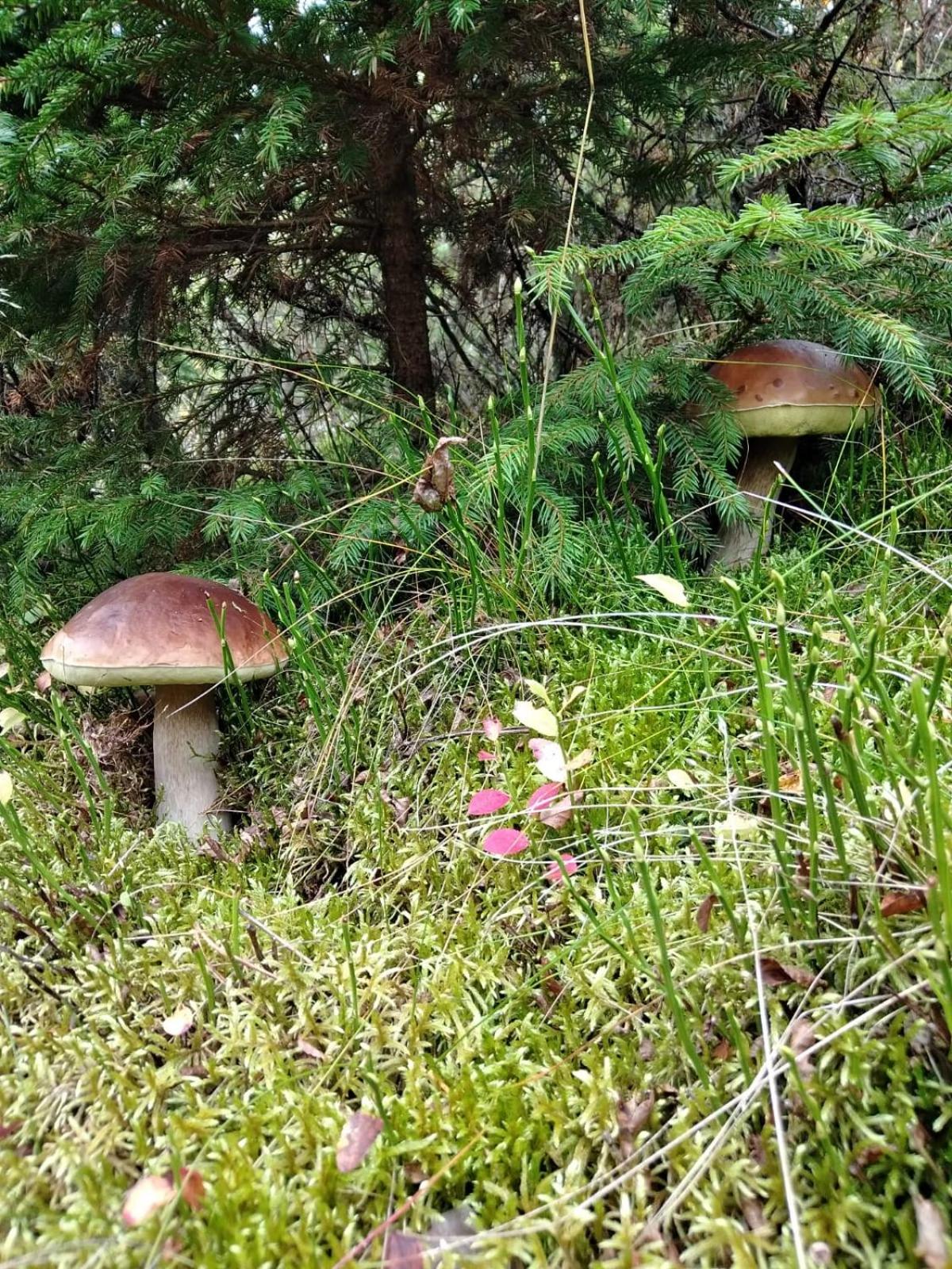 Photo 46