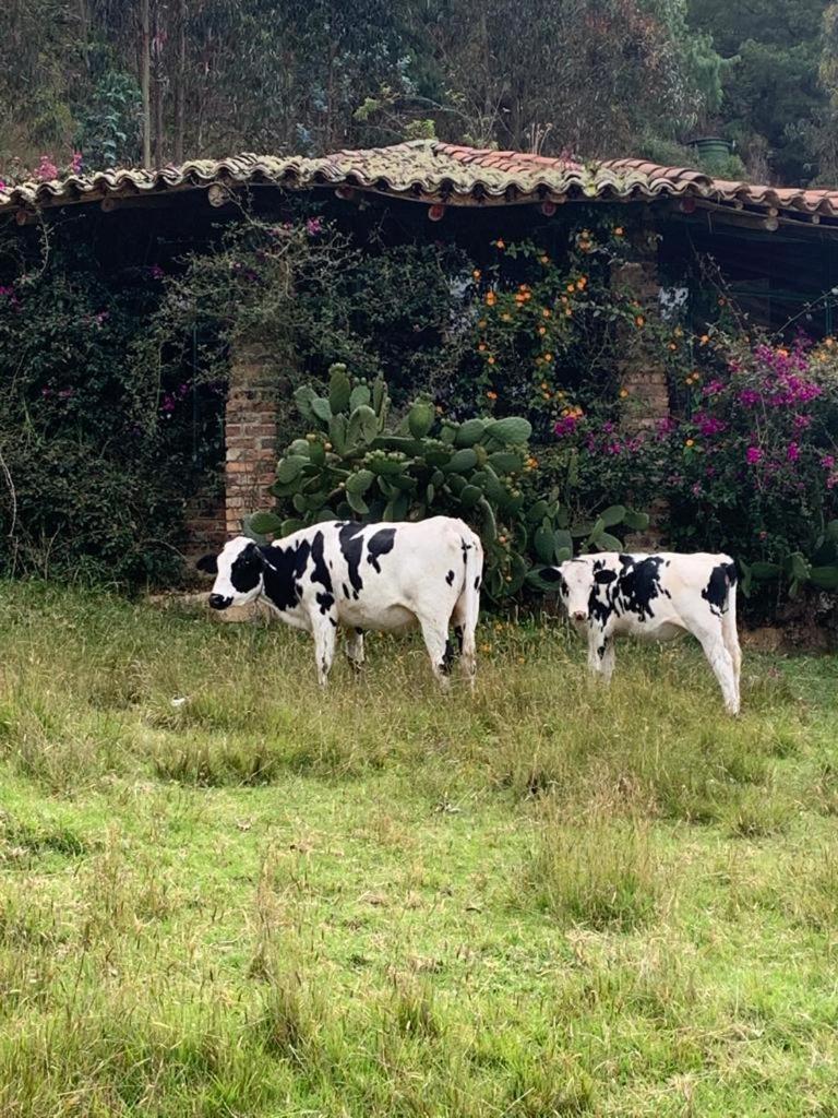Hotel Rokas de Suesca