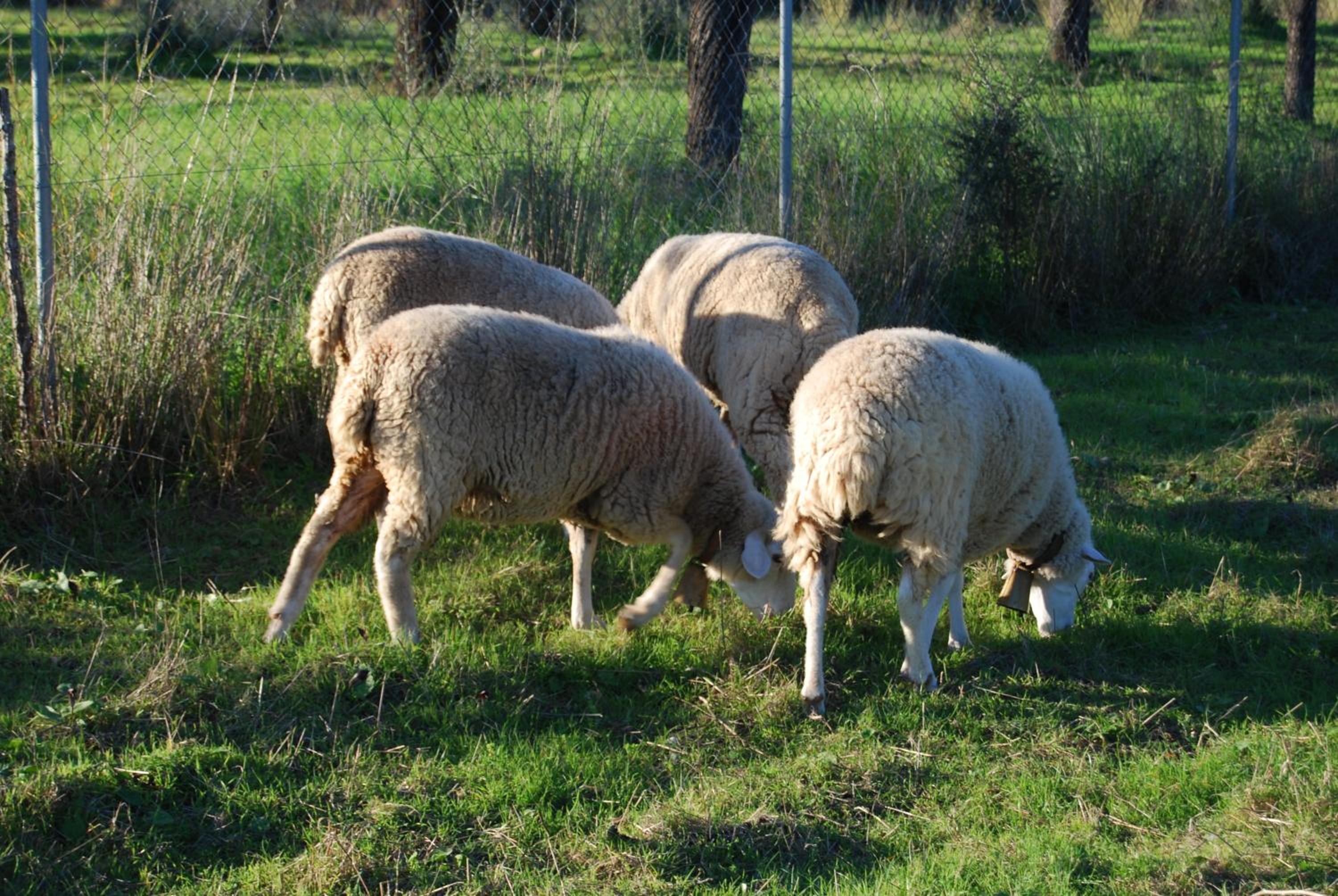 Photo 20