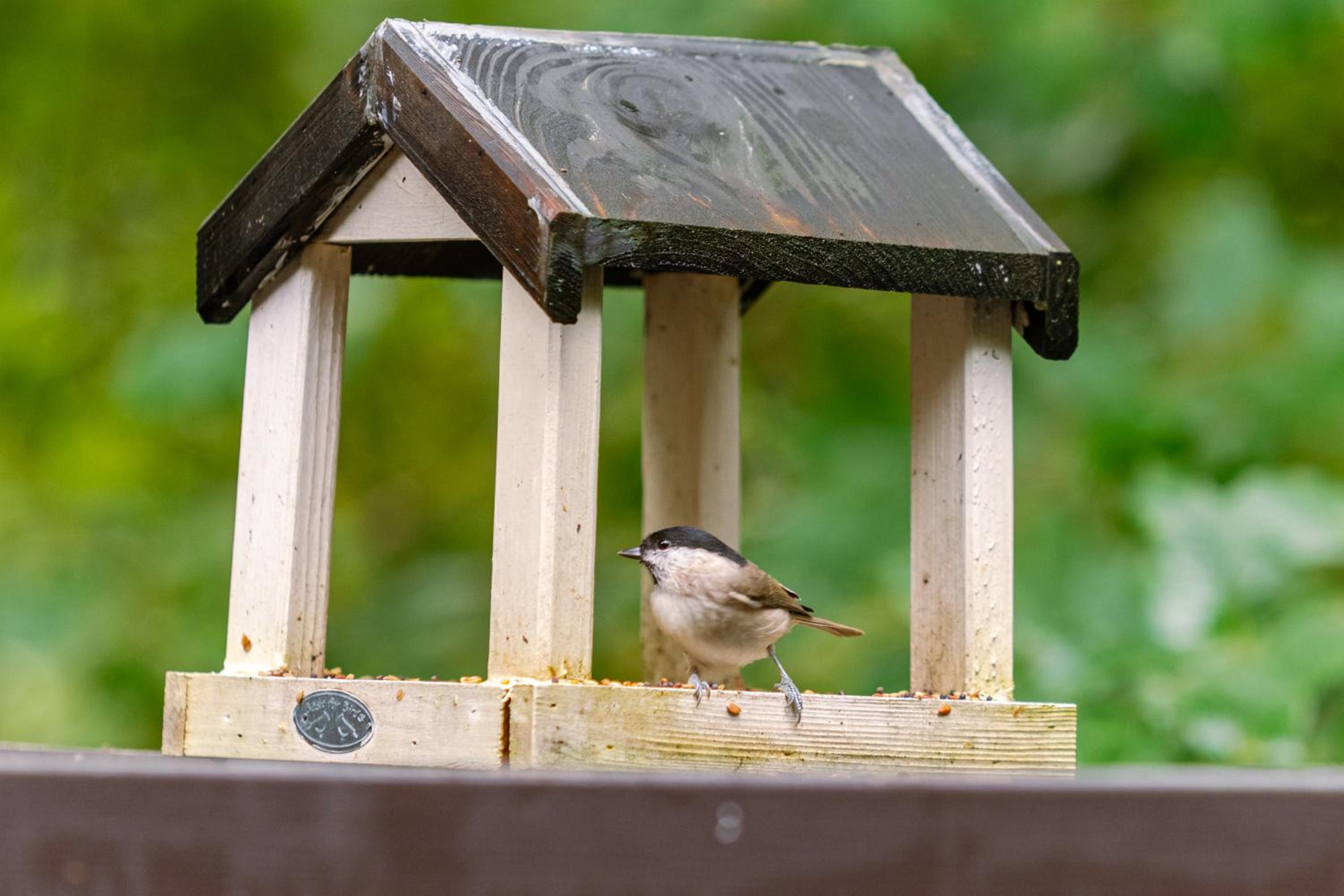 La Petite Ourse Durbuy - natuur chalet in het bos