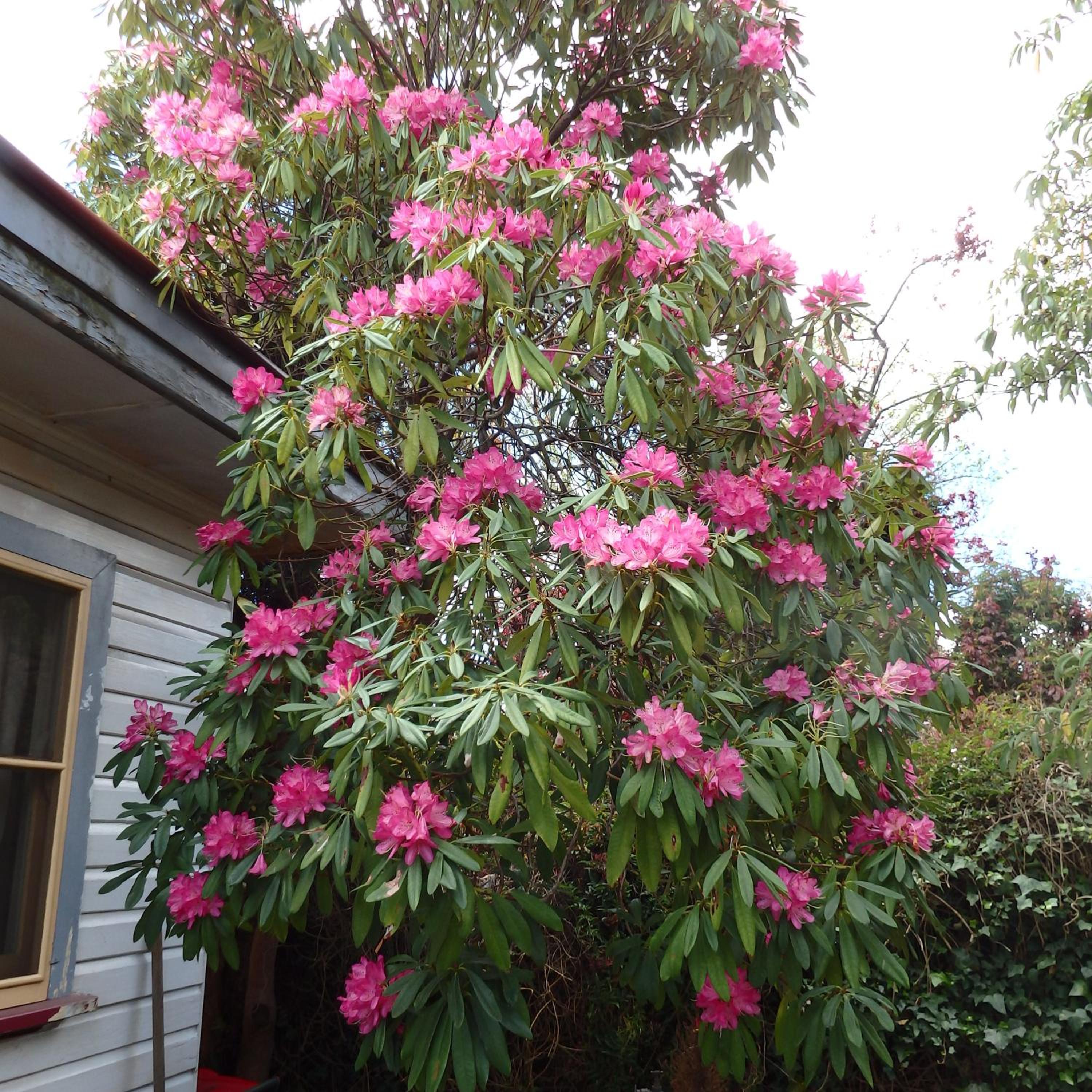 Bowral Road Art Gallery Bed and Breakfast