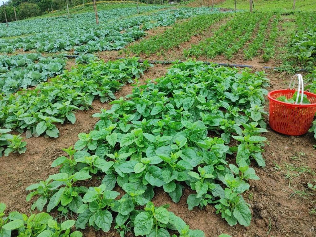 Mường sang farmstay
