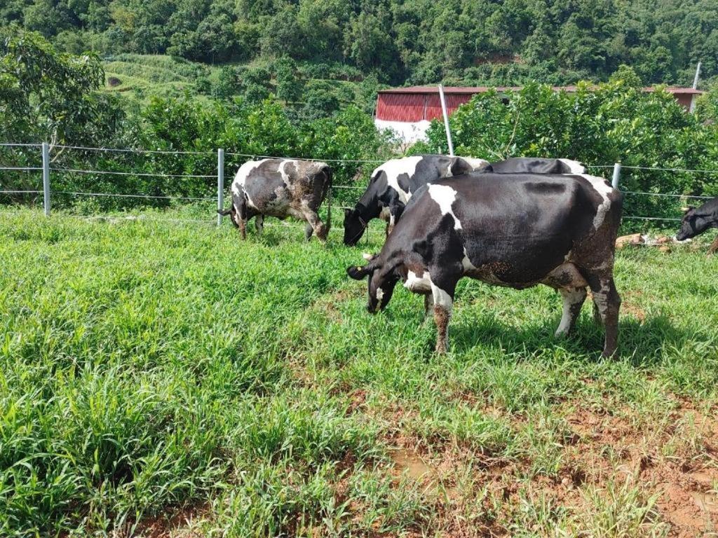 Mường sang farmstay