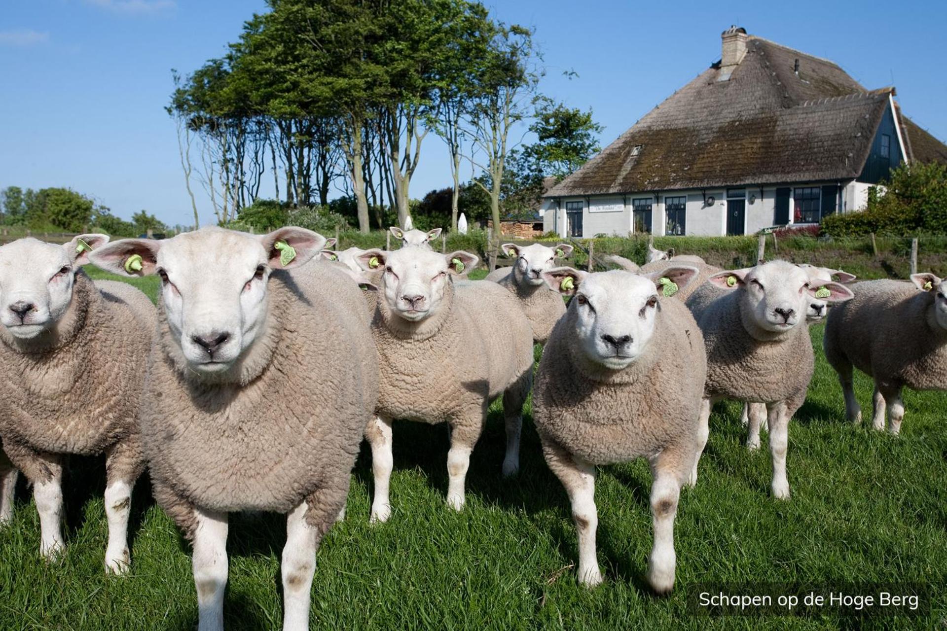 Vakantiepark De Krim Texel