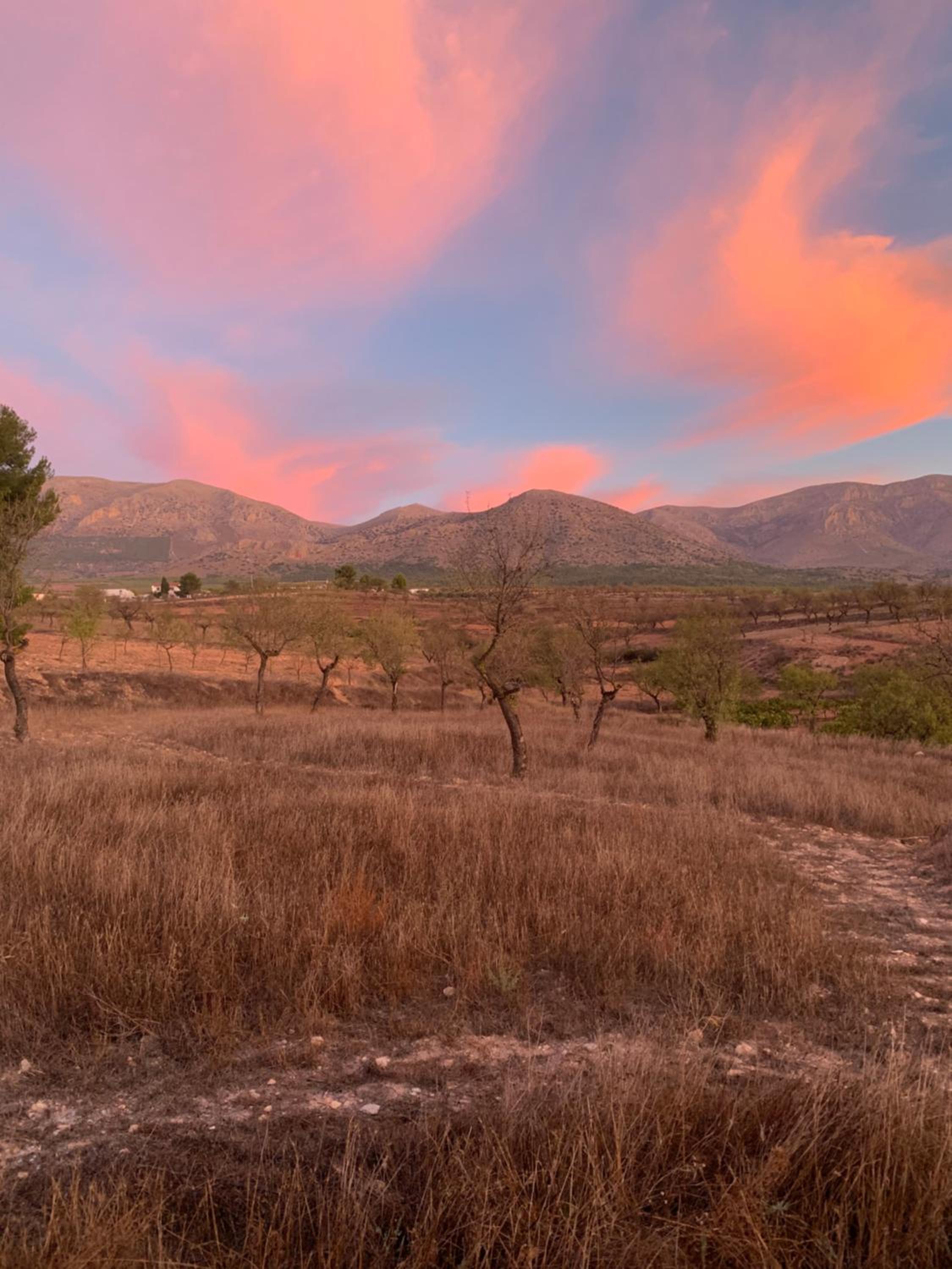 Cortijo Frankie