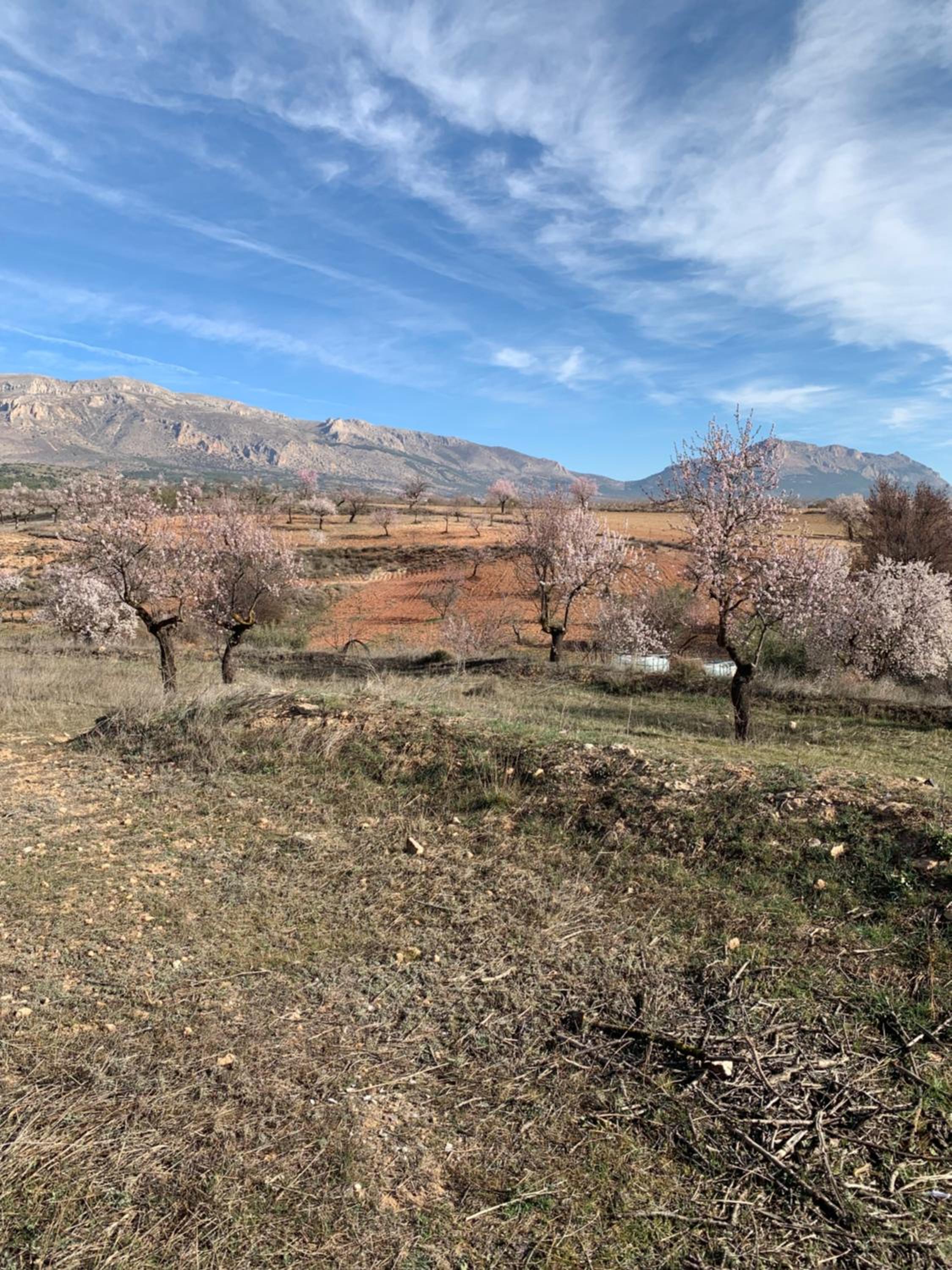 Cortijo Frankie