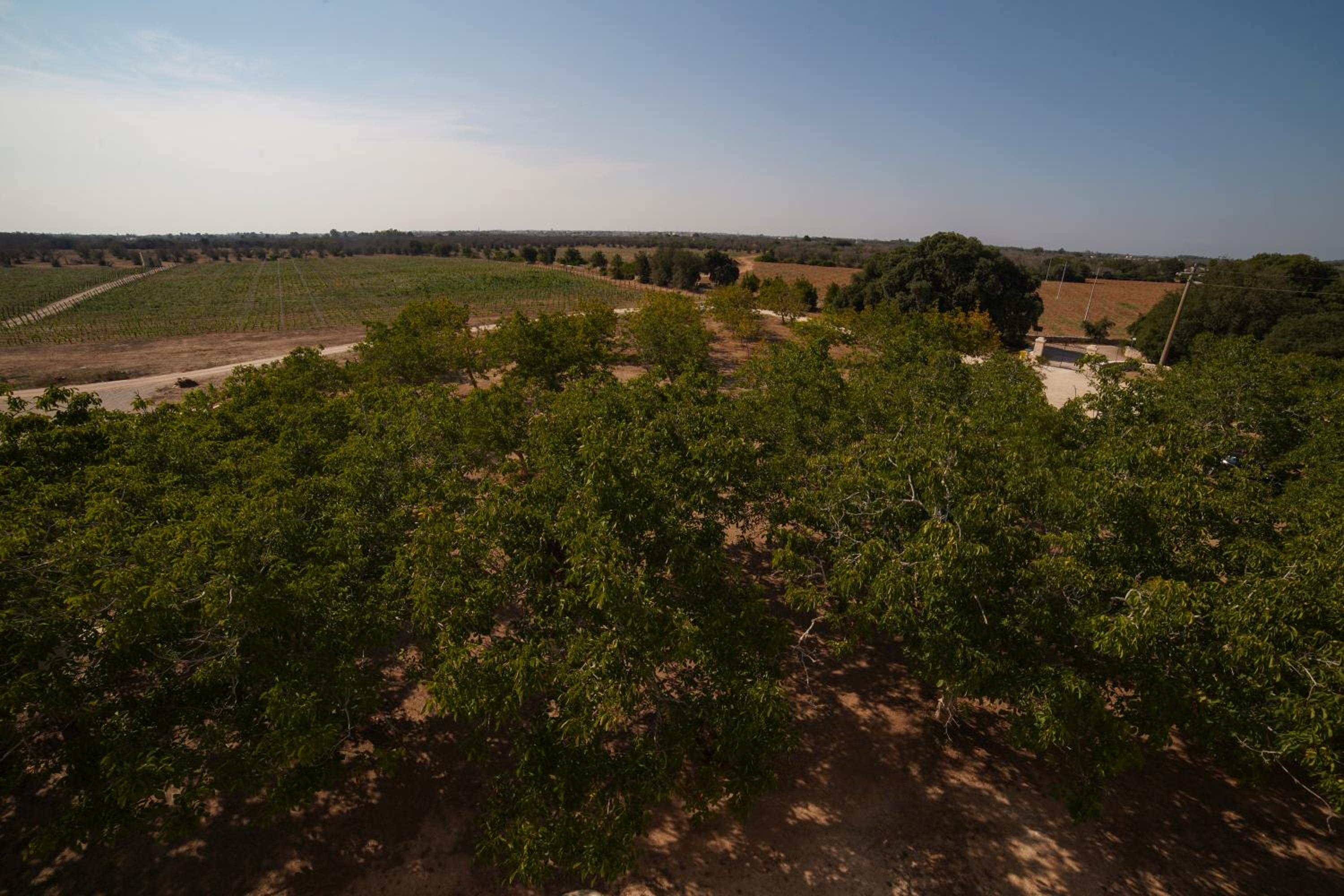 Masseria Lilei - Puglia, Salento, photo 114