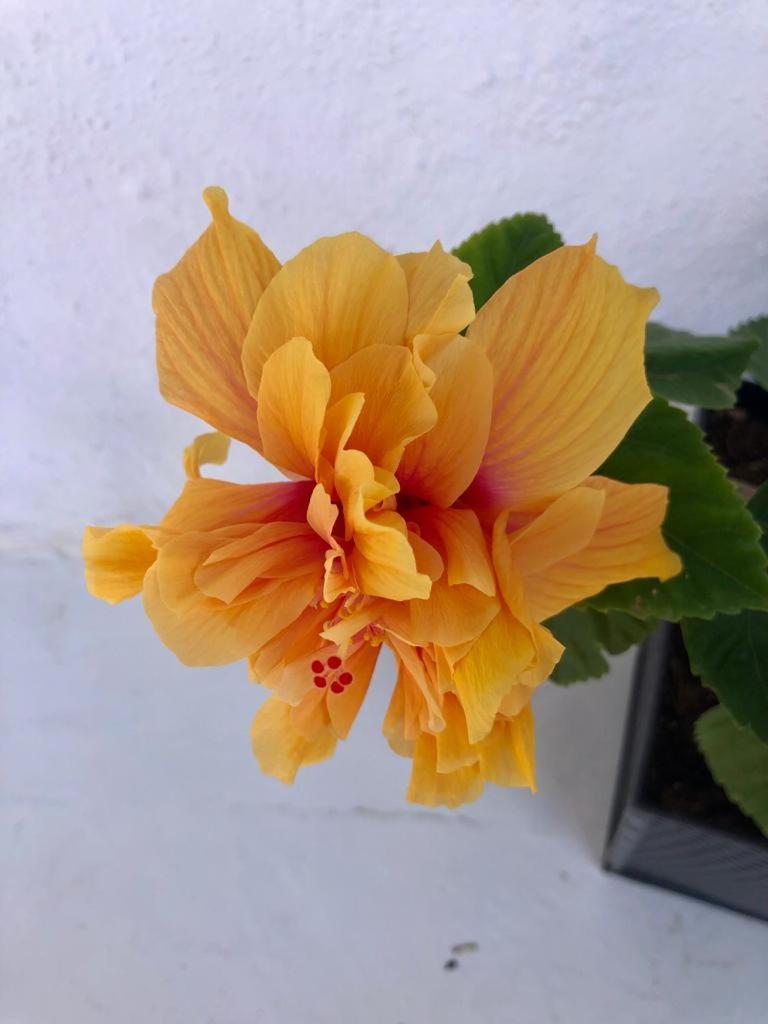 Acuarela del Mar
