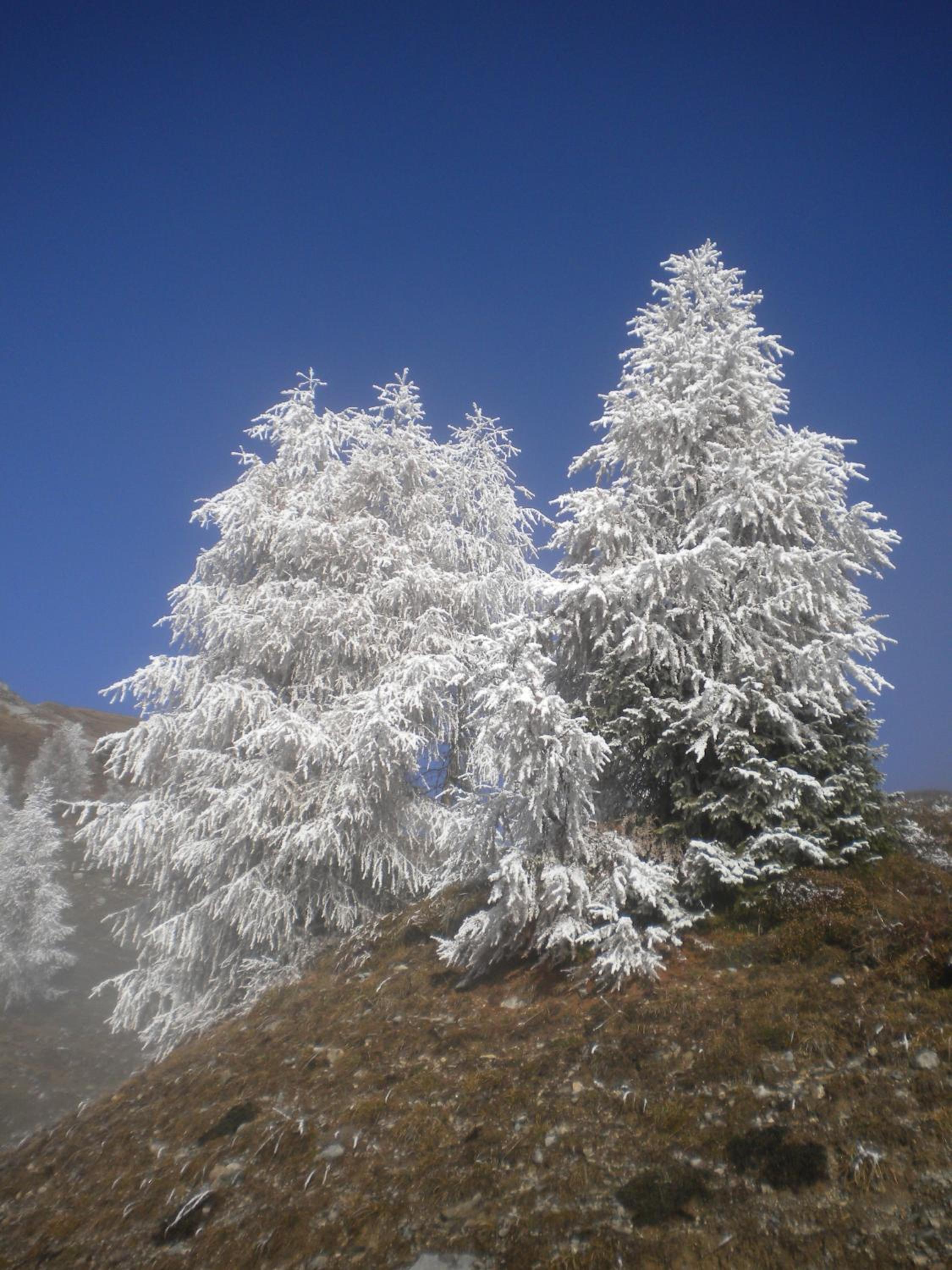 Ferienwohnungen Forellenhof Waldner