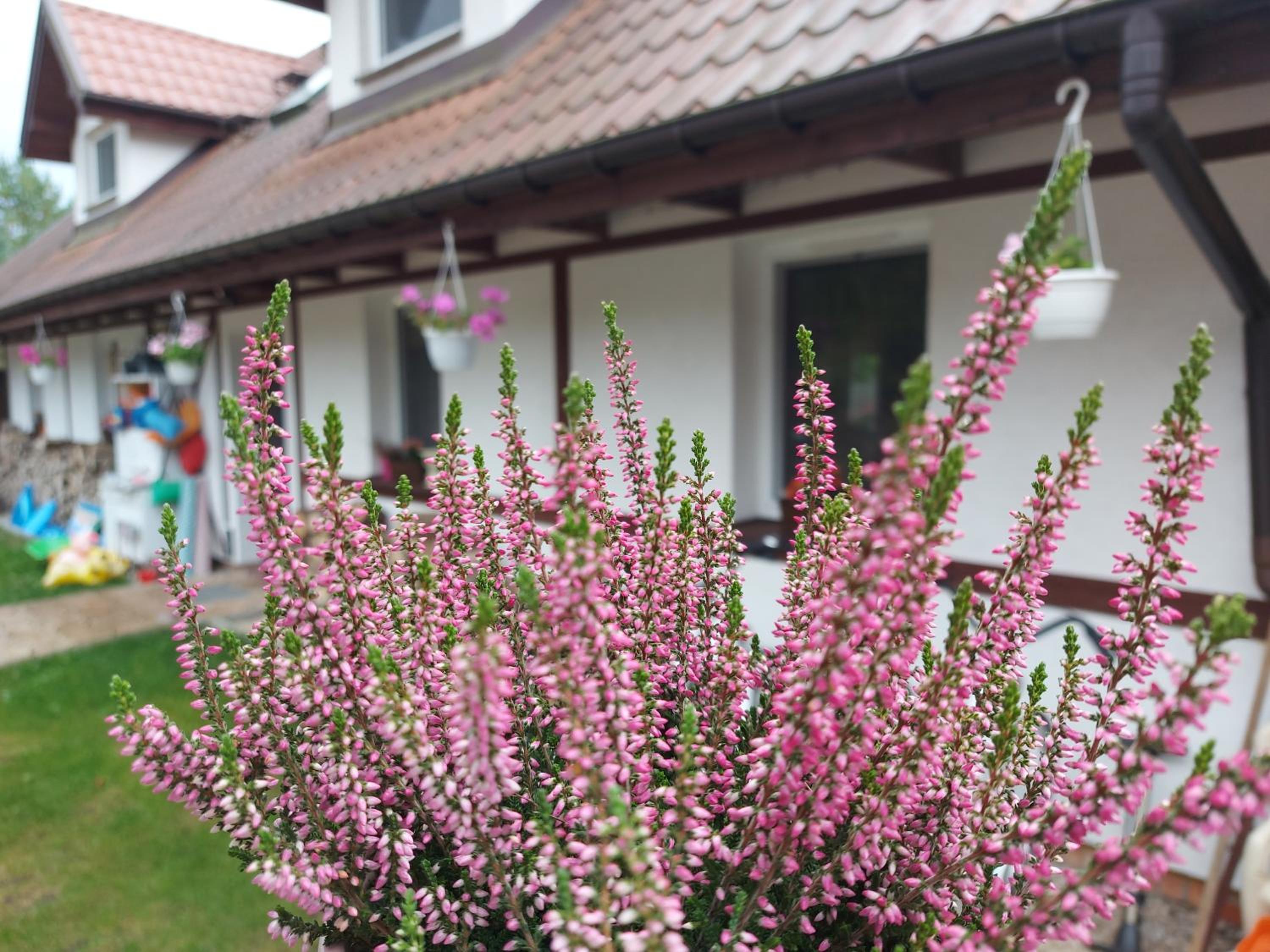 Cztery Pory Warmii Pluski pokoje do wynajęcia view 2