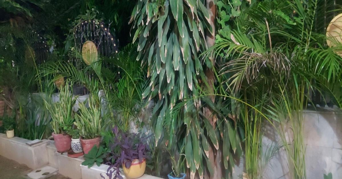 garden