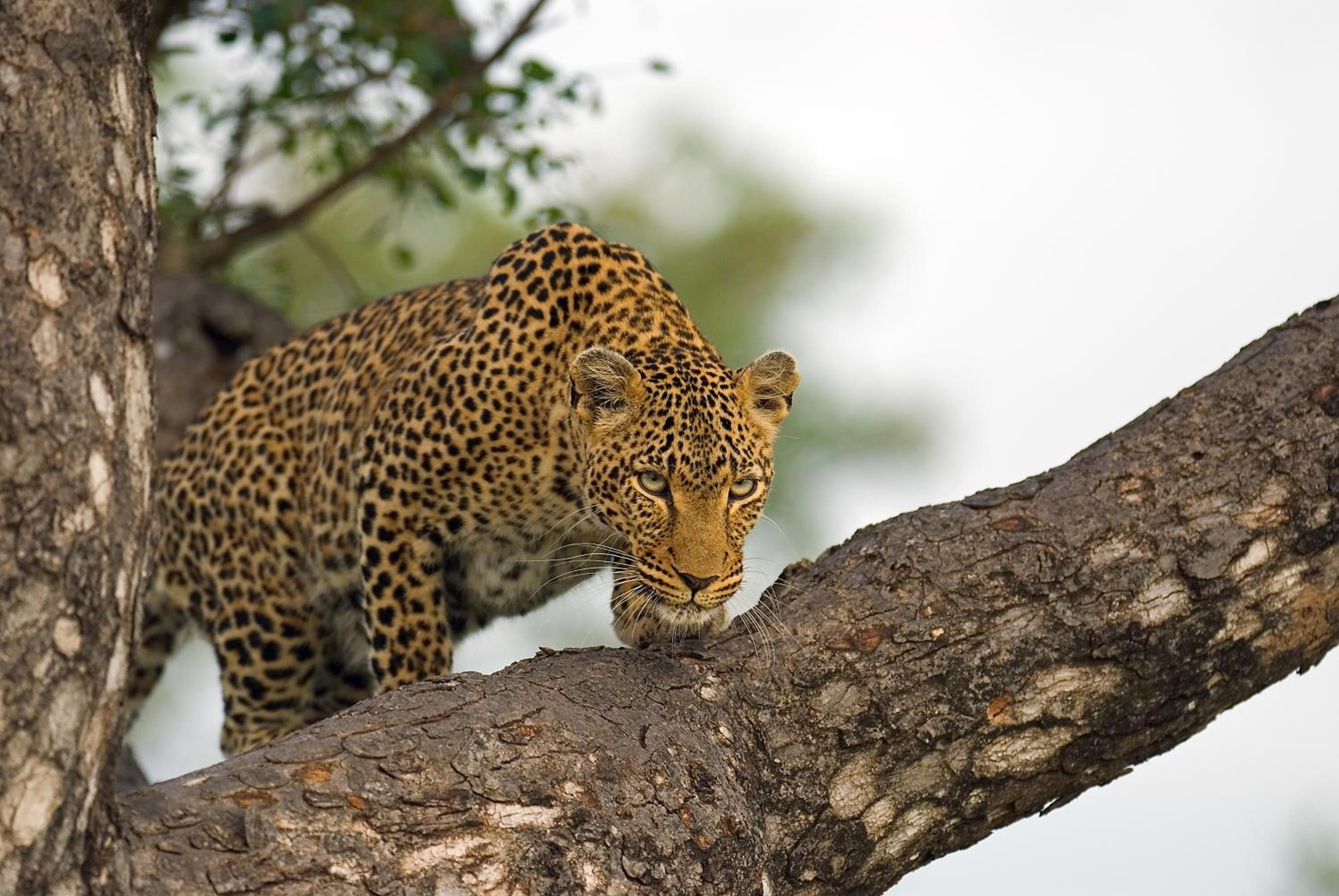 Pondoro Game Lodge — photo 58