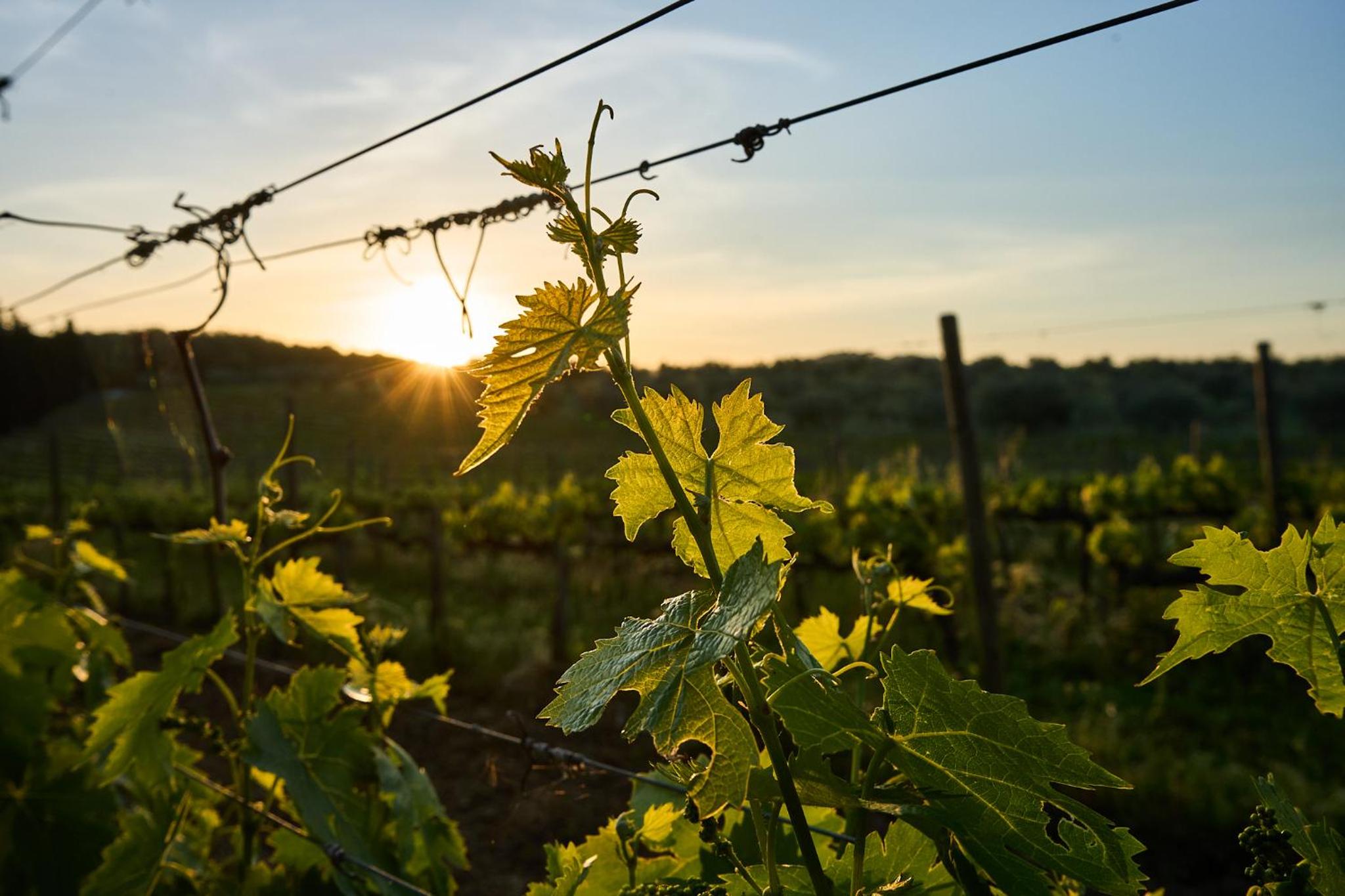 Agriturismo Tesorino