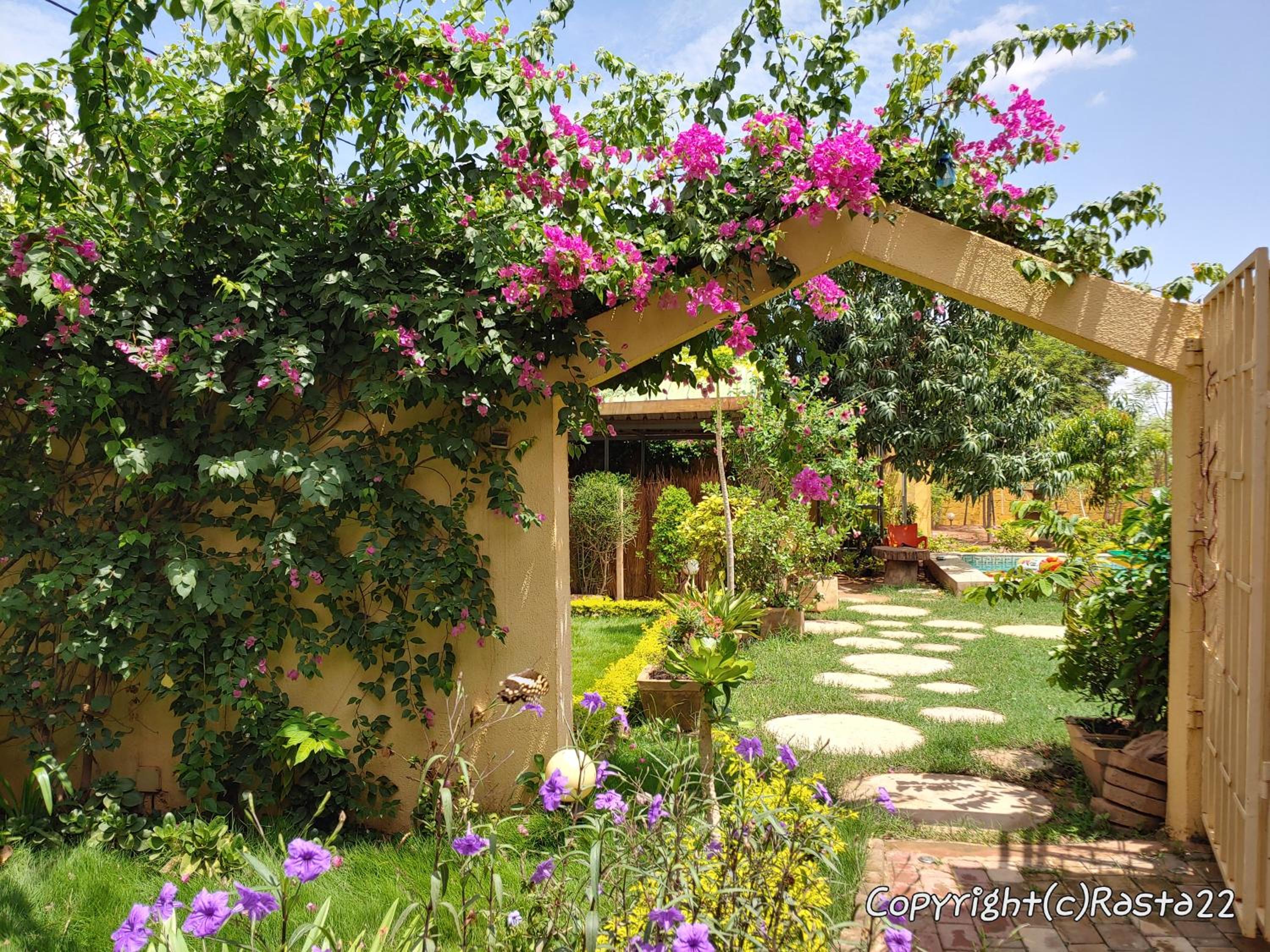 Résidence des hibiscus-roses: jardin, piscine...