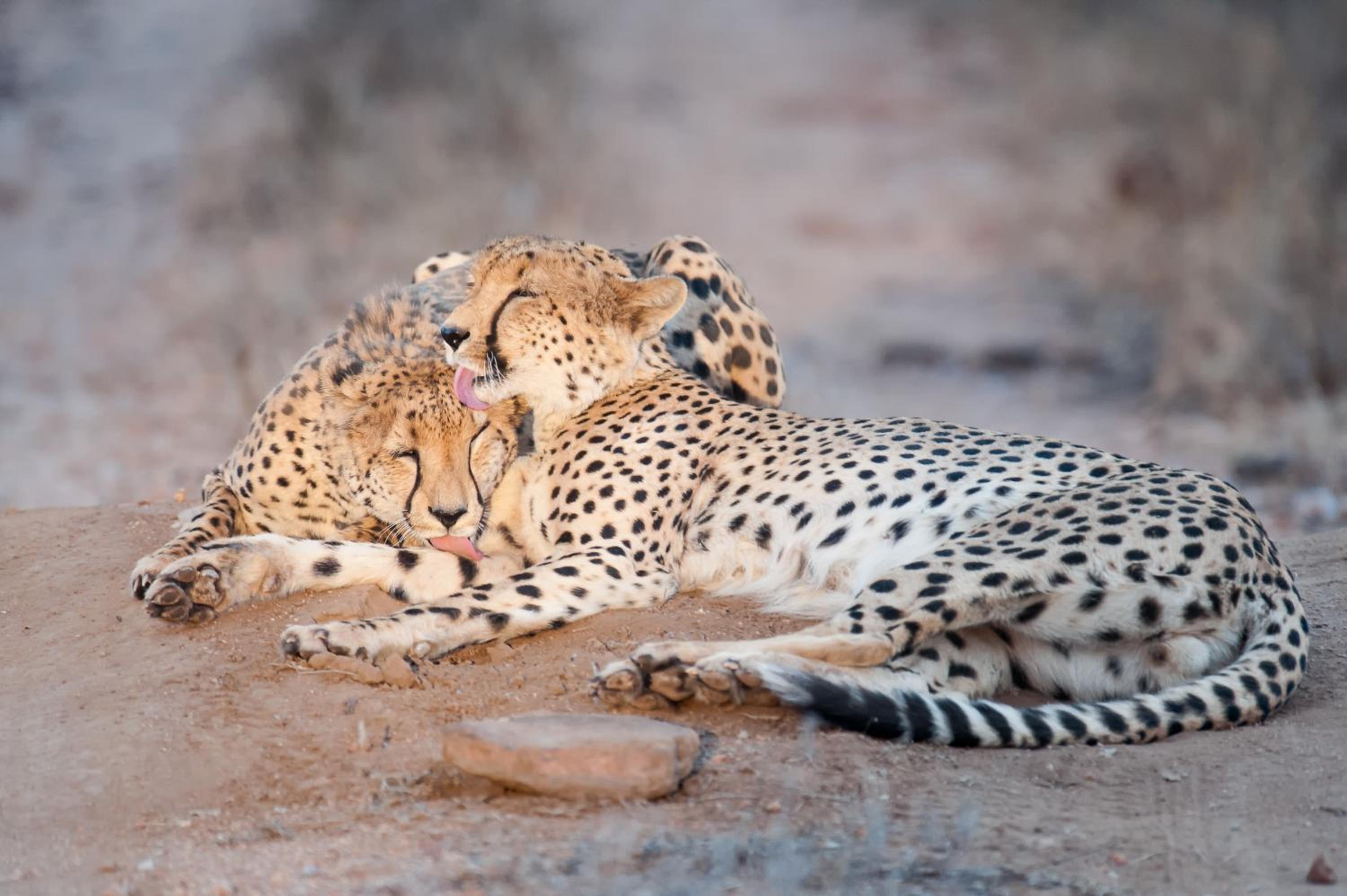 Pondoro Game Lodge — photo 17