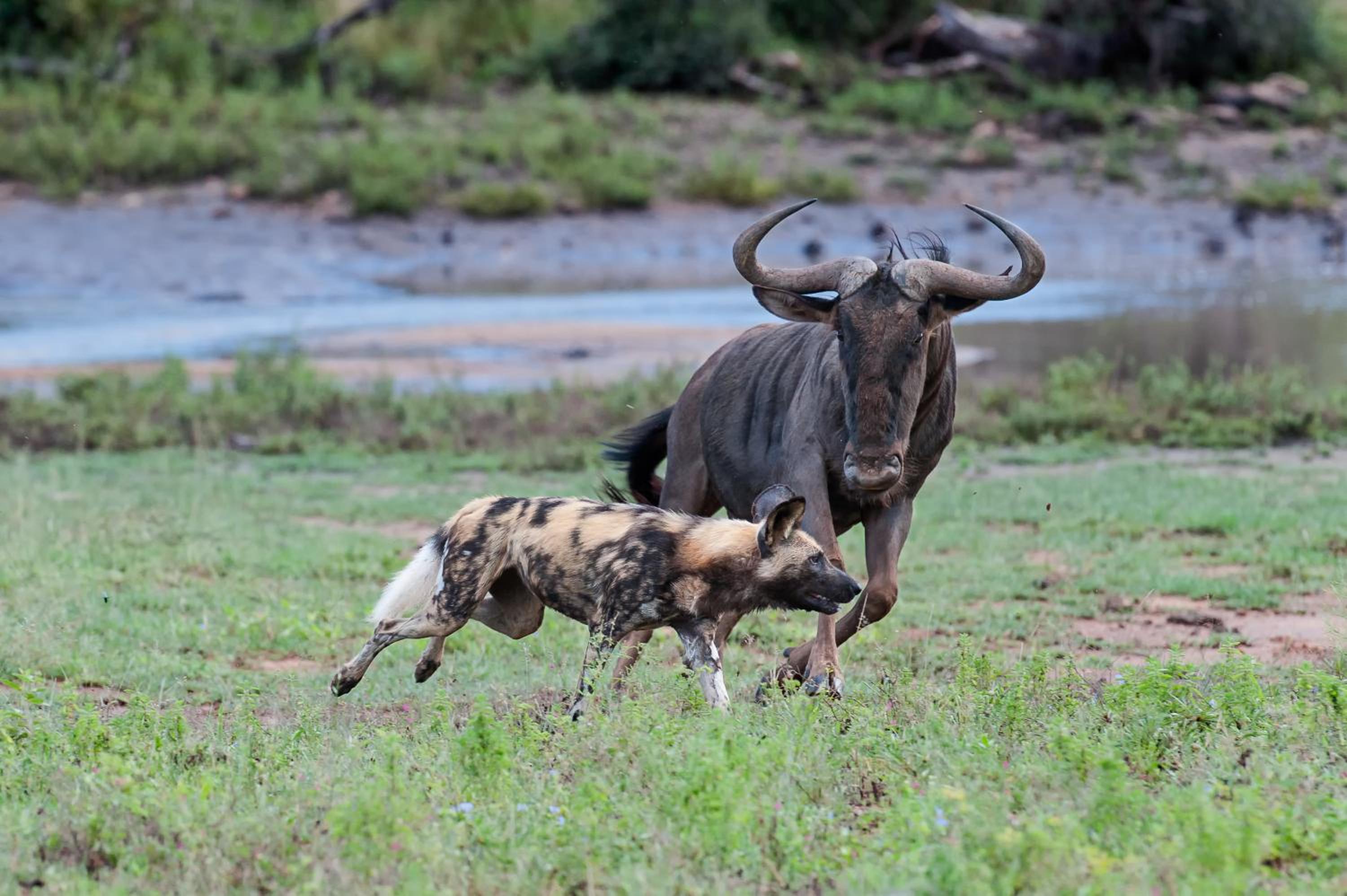 Pondoro Game Lodge — photo 55