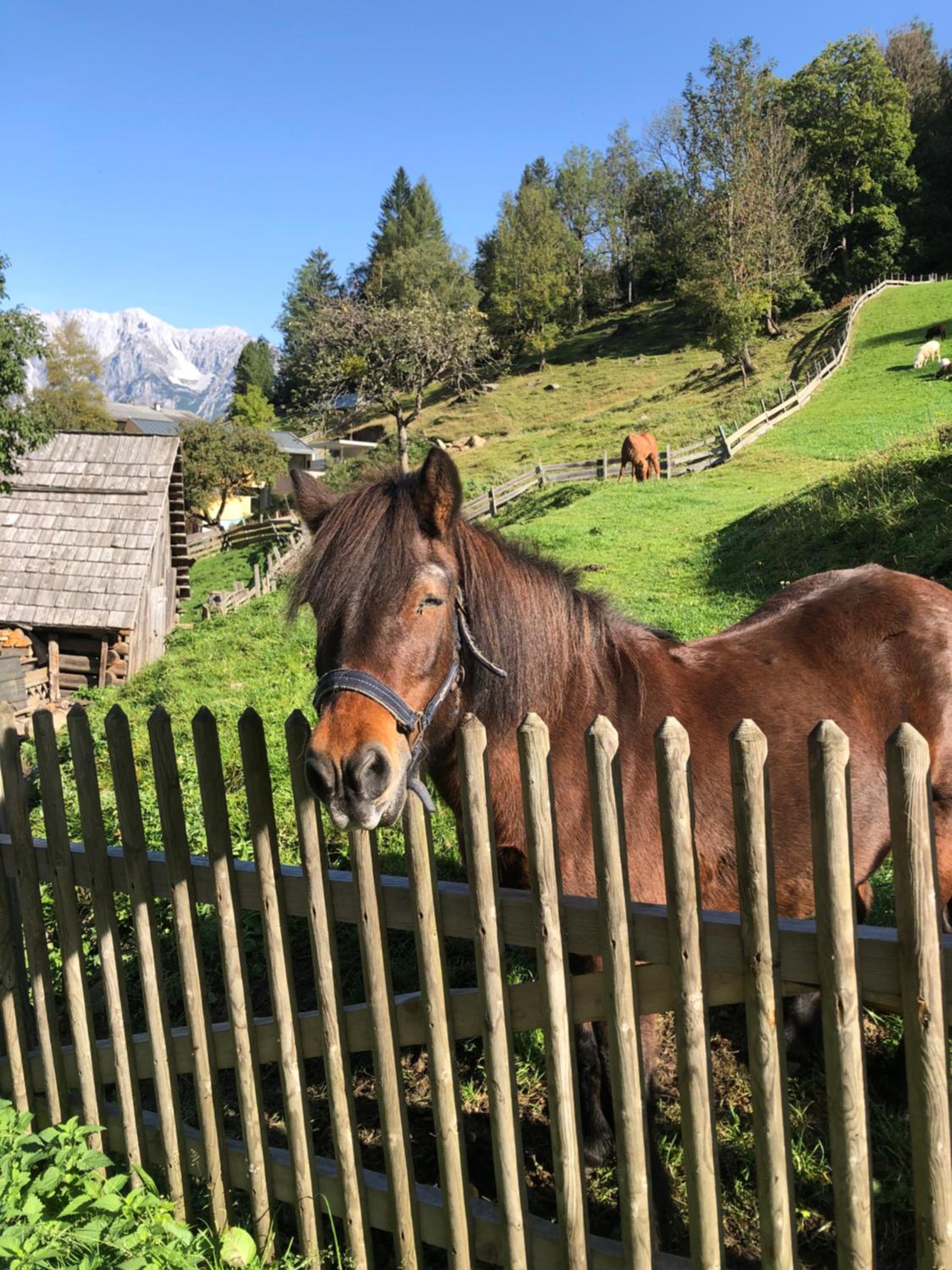 Auerhof