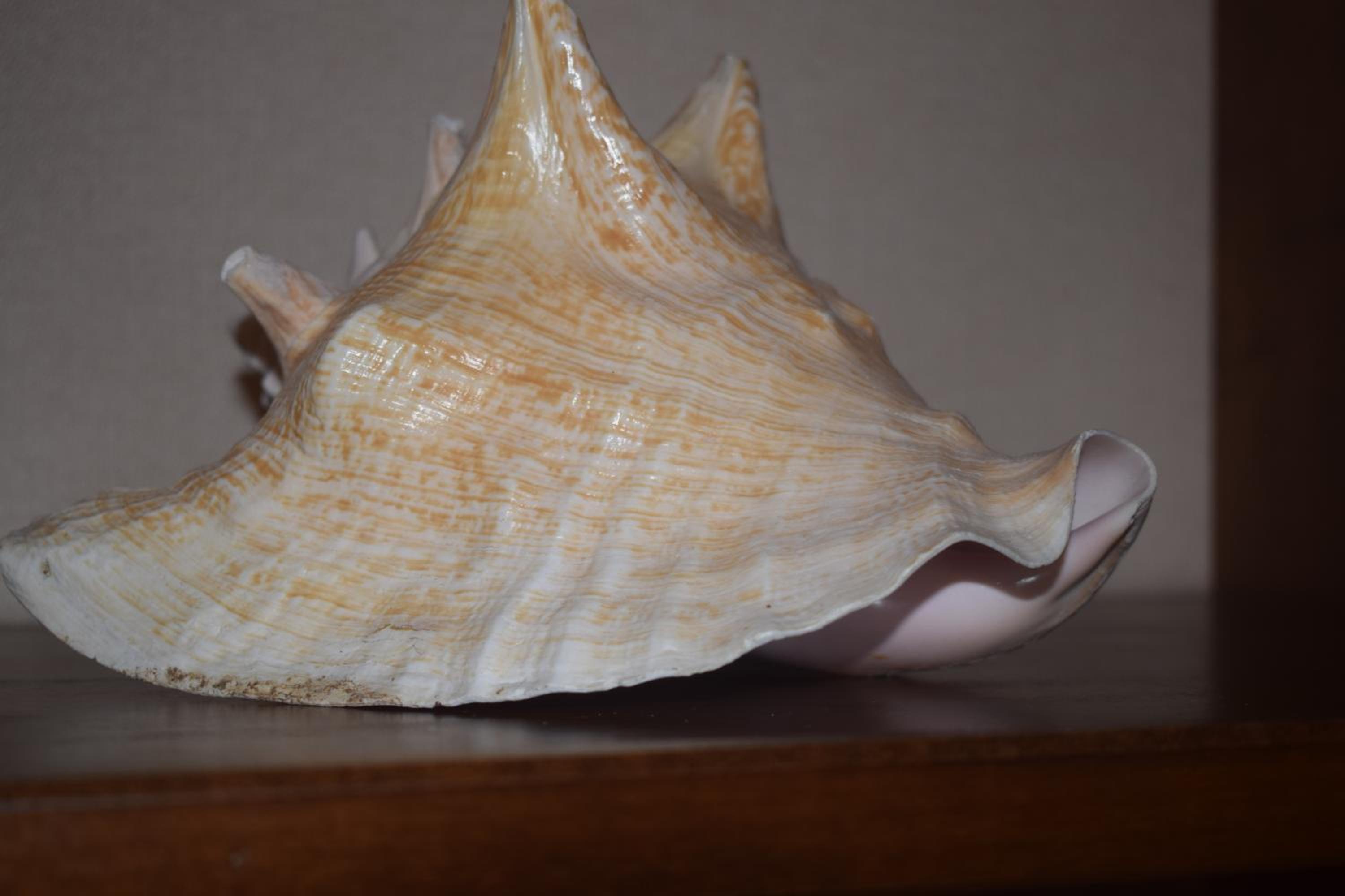 Photo 41