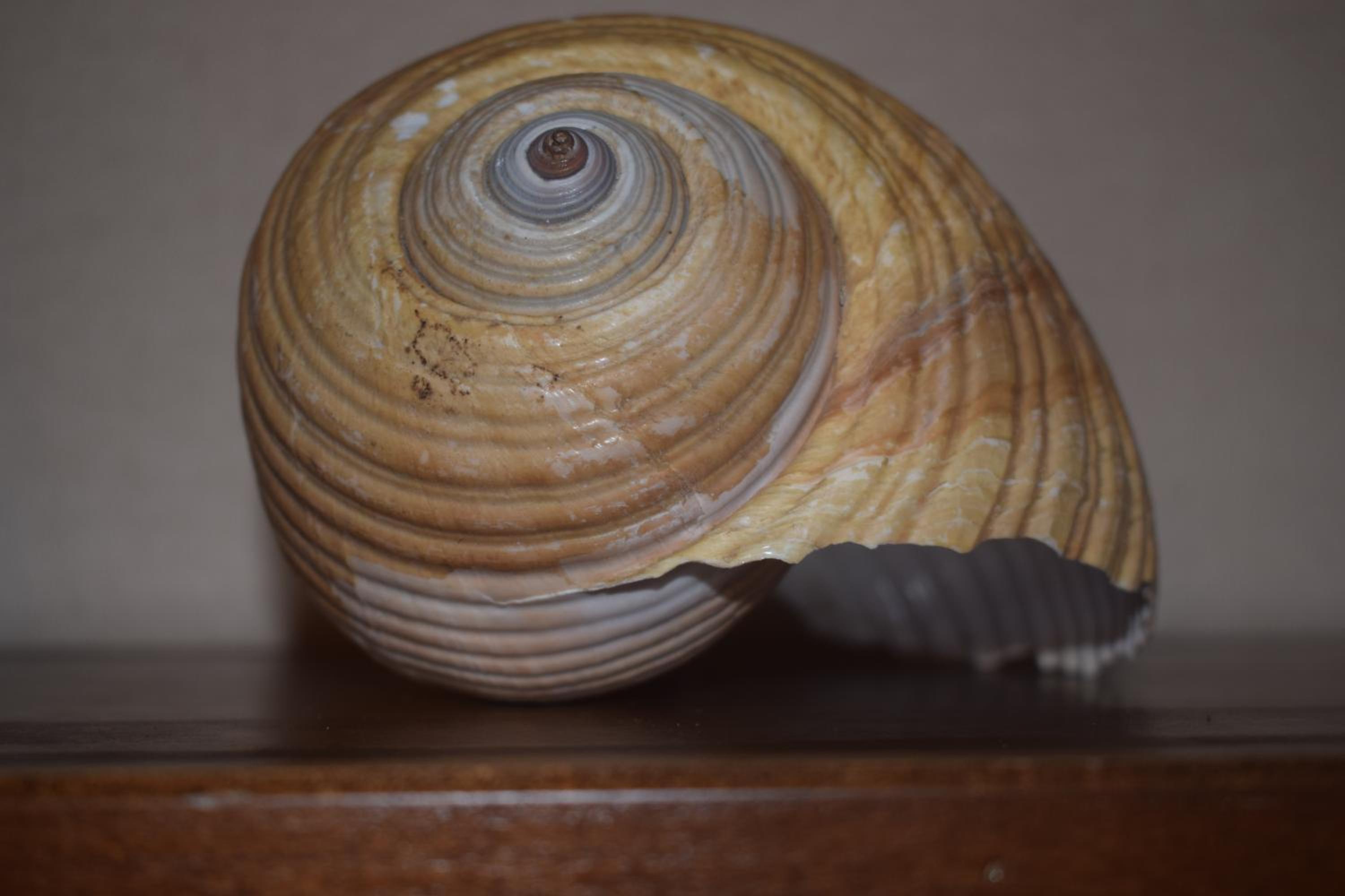 Photo 42