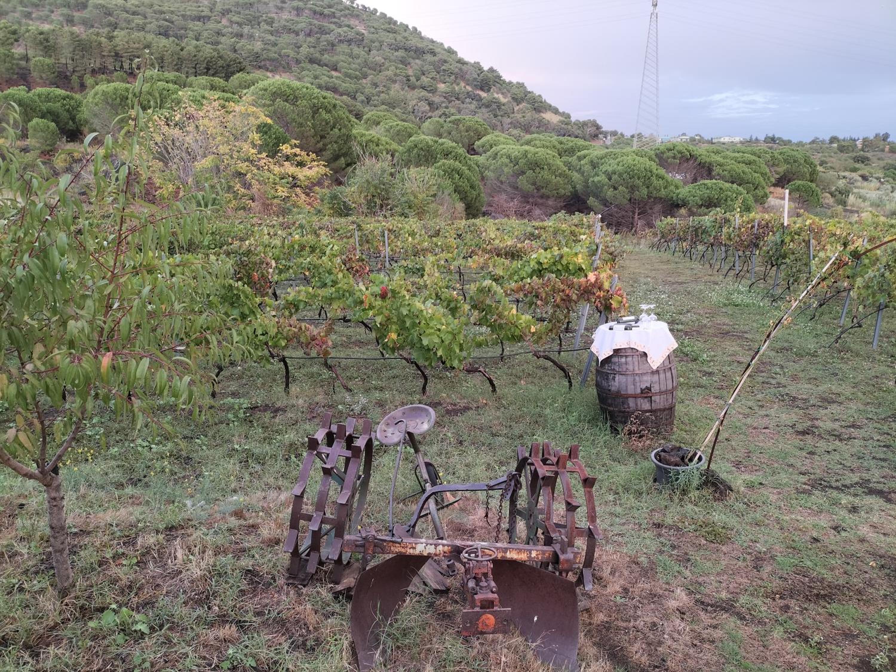 Etnasentieri Wine house on Etna mount