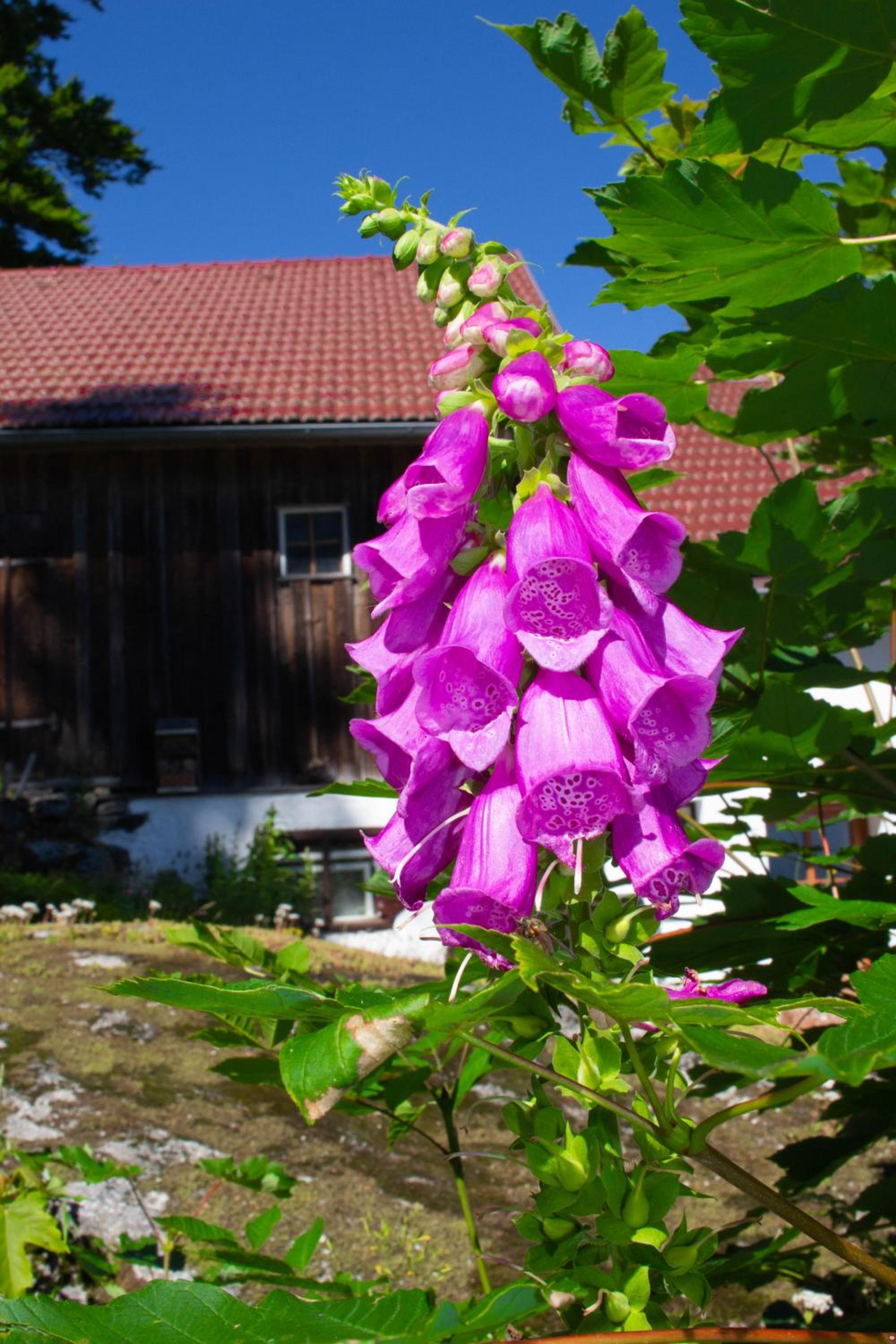 Ferienhaus Plöckenstein