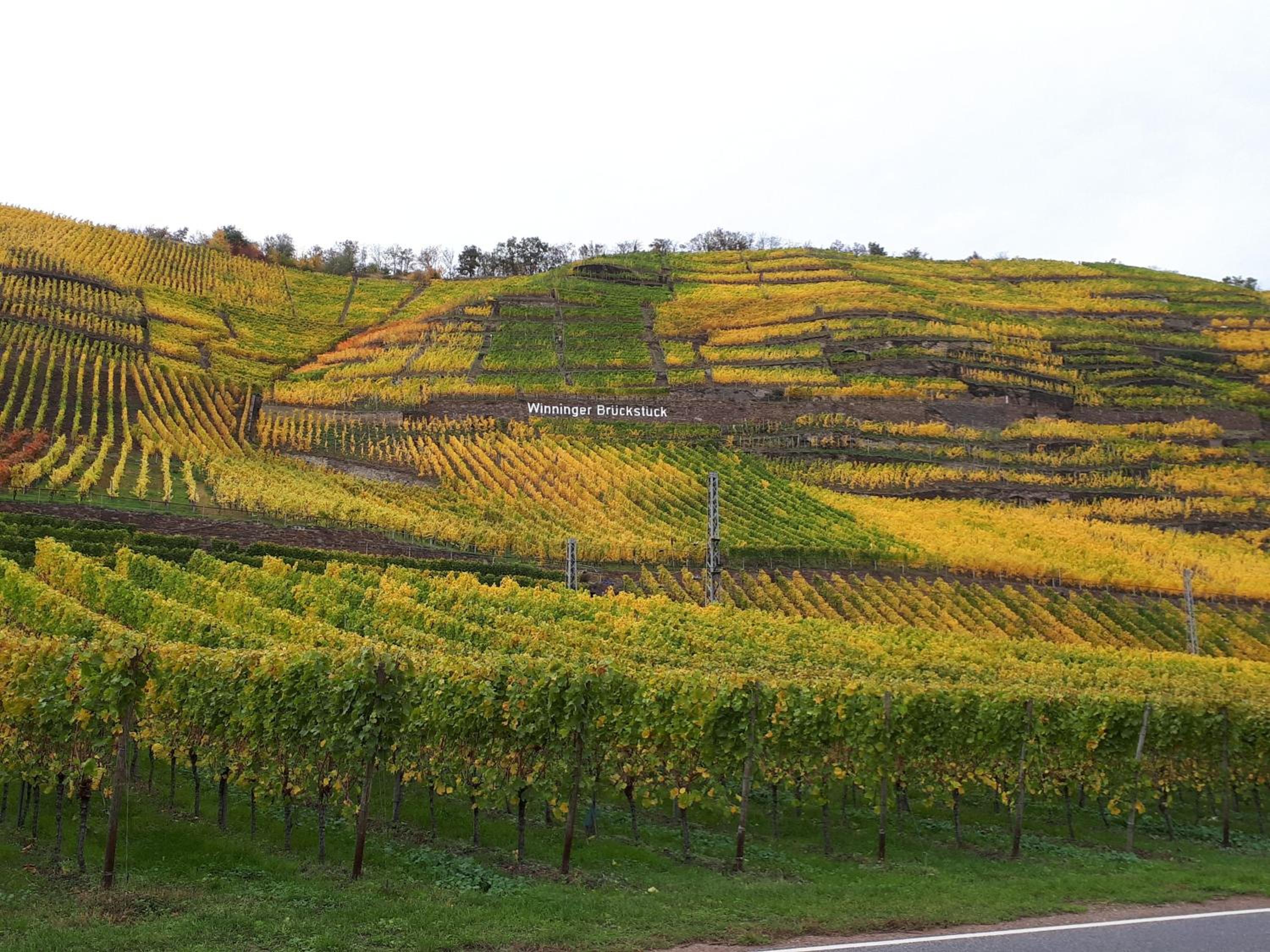 Mein-Mosel-Chalet-Haus-Birke