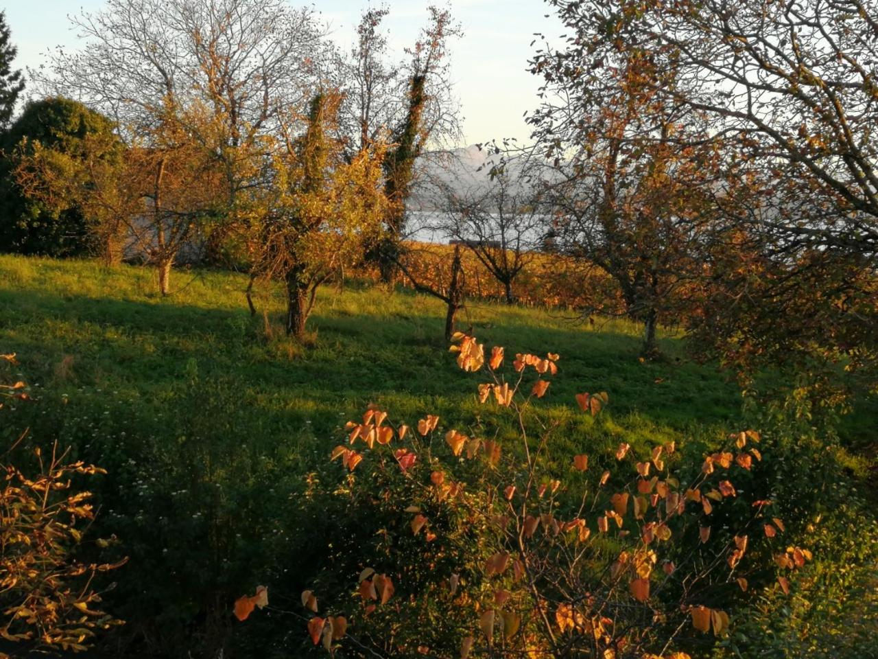 Haus Meersburg Garten