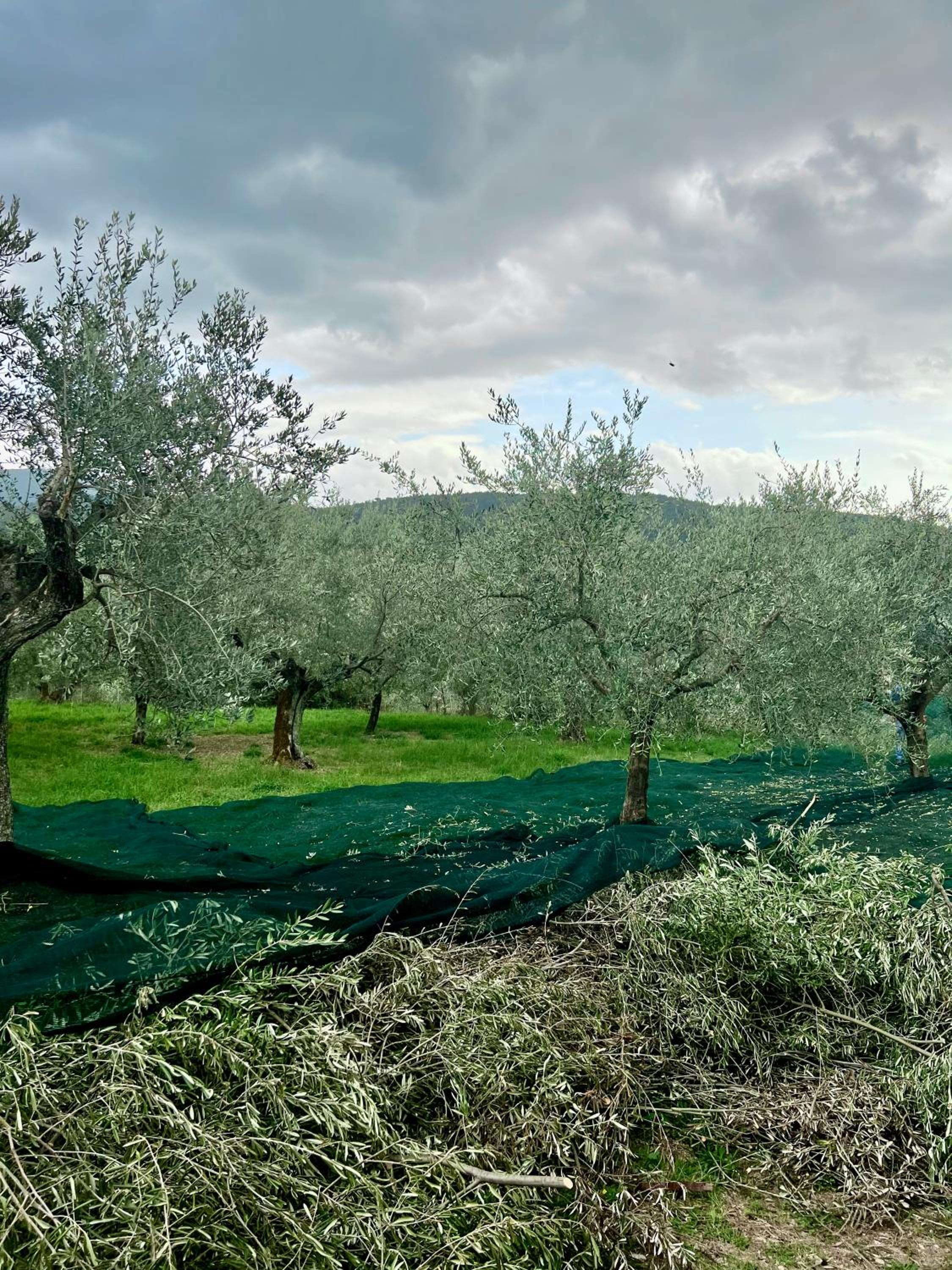 Borgo Medievale di Poggio Alla Pieve Relais, Food & Art, photo 70