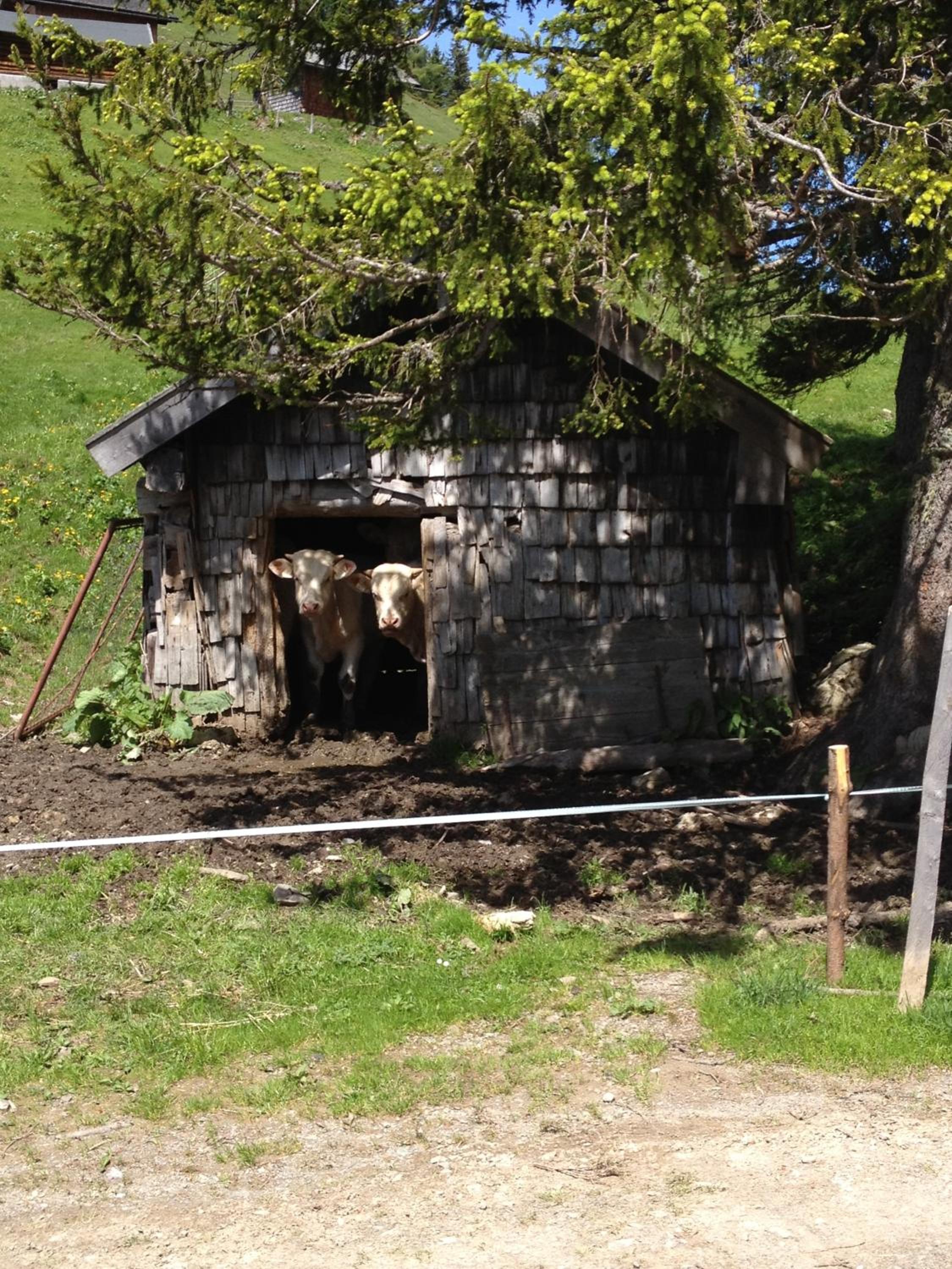 Photo 31