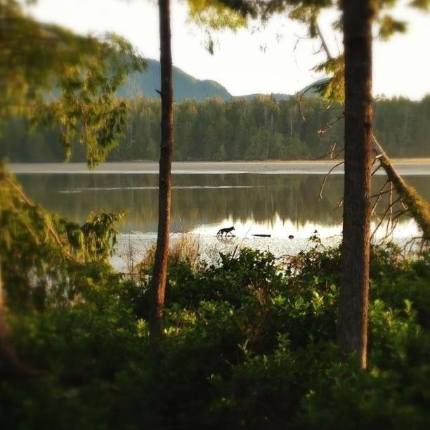 Tofino Vacations - Black Bear Guesthouse - Property Image 7